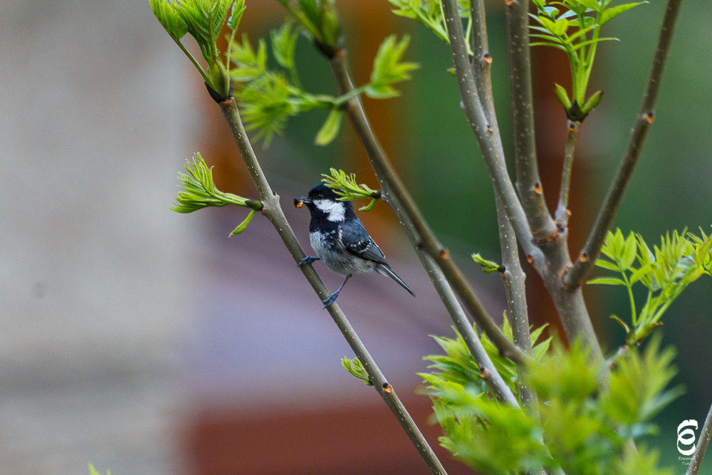 Sigma 70-300mm F4-5.6 APO DG Macro sample photo. Desayuno con gorriones photography