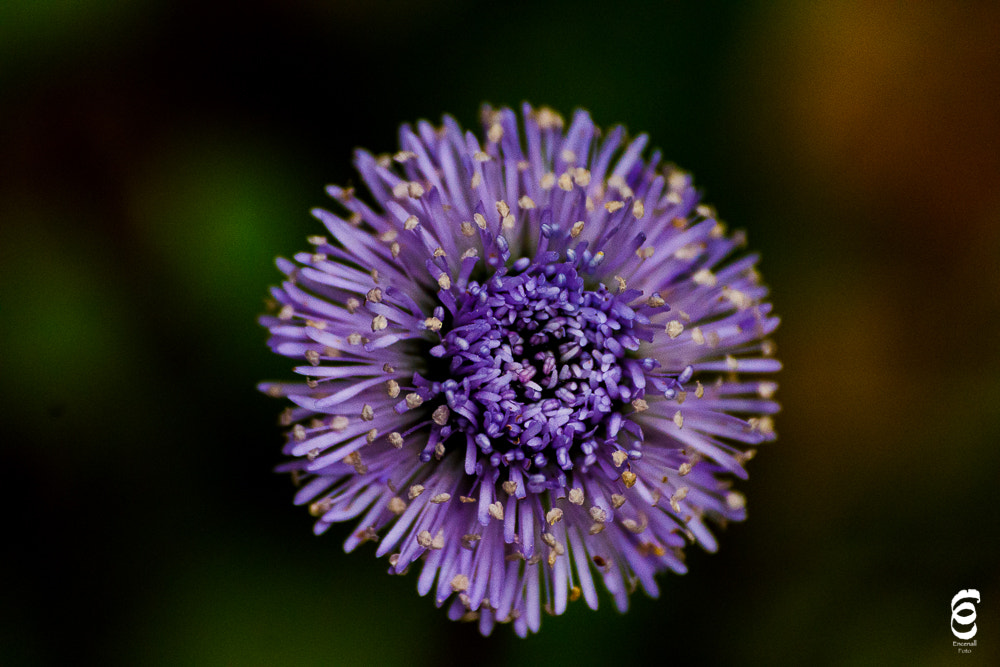 Sigma 70-300mm F4-5.6 APO DG Macro sample photo. Pon pon photography