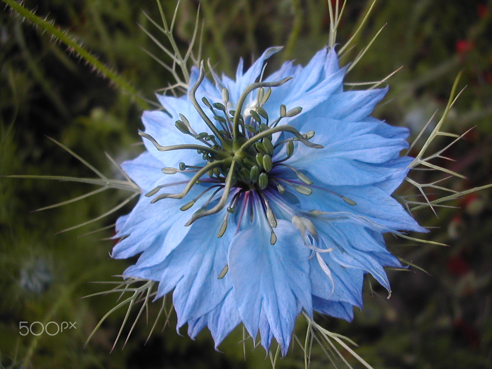 Nikon E775 sample photo. Nigelle de damas photography