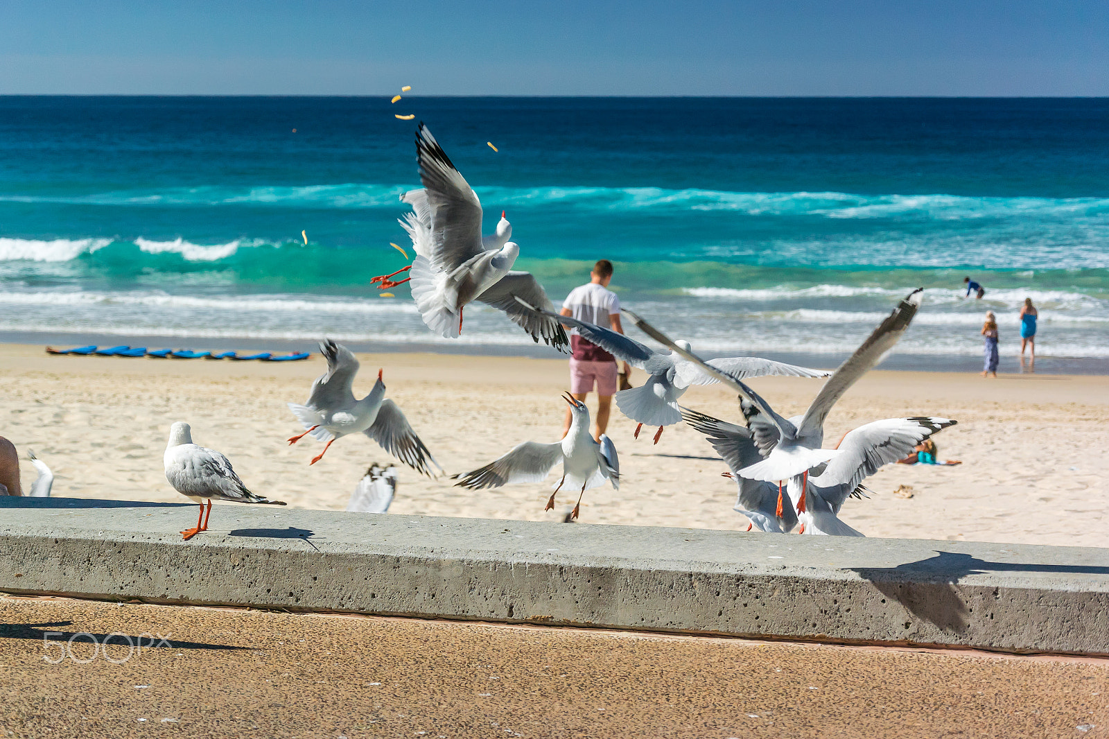 Nikon 1 Nikkor VR 30-110mm F3.8-5.6 sample photo. Seagulls fighting over hot chips in mid air photography