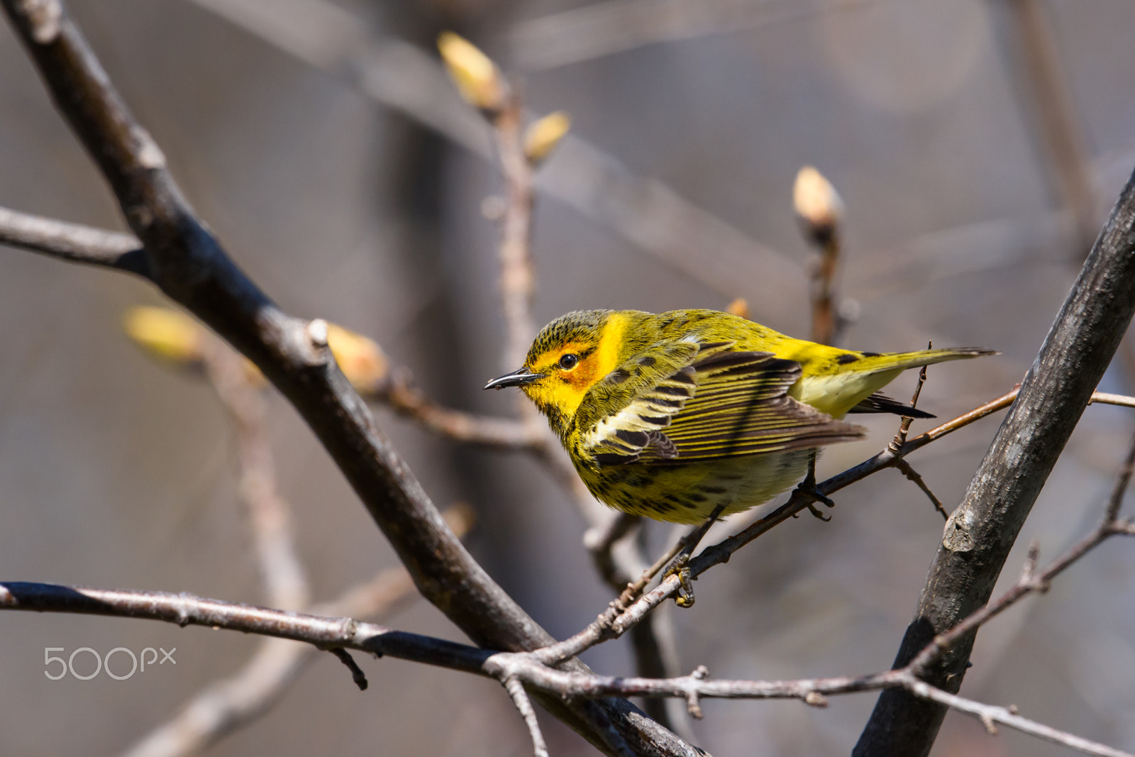 Nikon AF-S Nikkor 500mm F4E FL ED VR sample photo. Cape may warbler photography