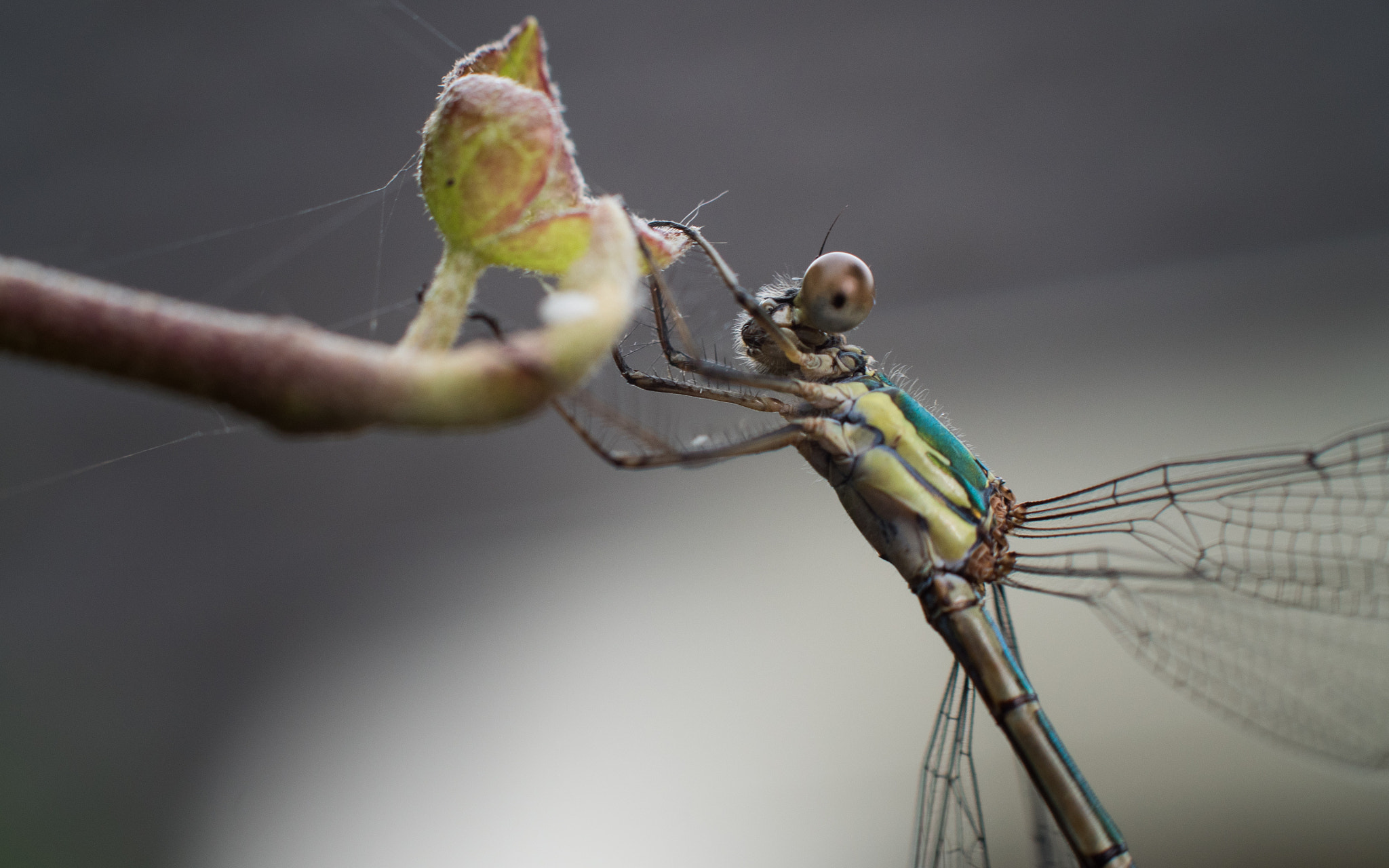 Panasonic Lumix DMC-GH4 + Canon EF 85mm F1.8 USM sample photo. Damselfly on branch photography