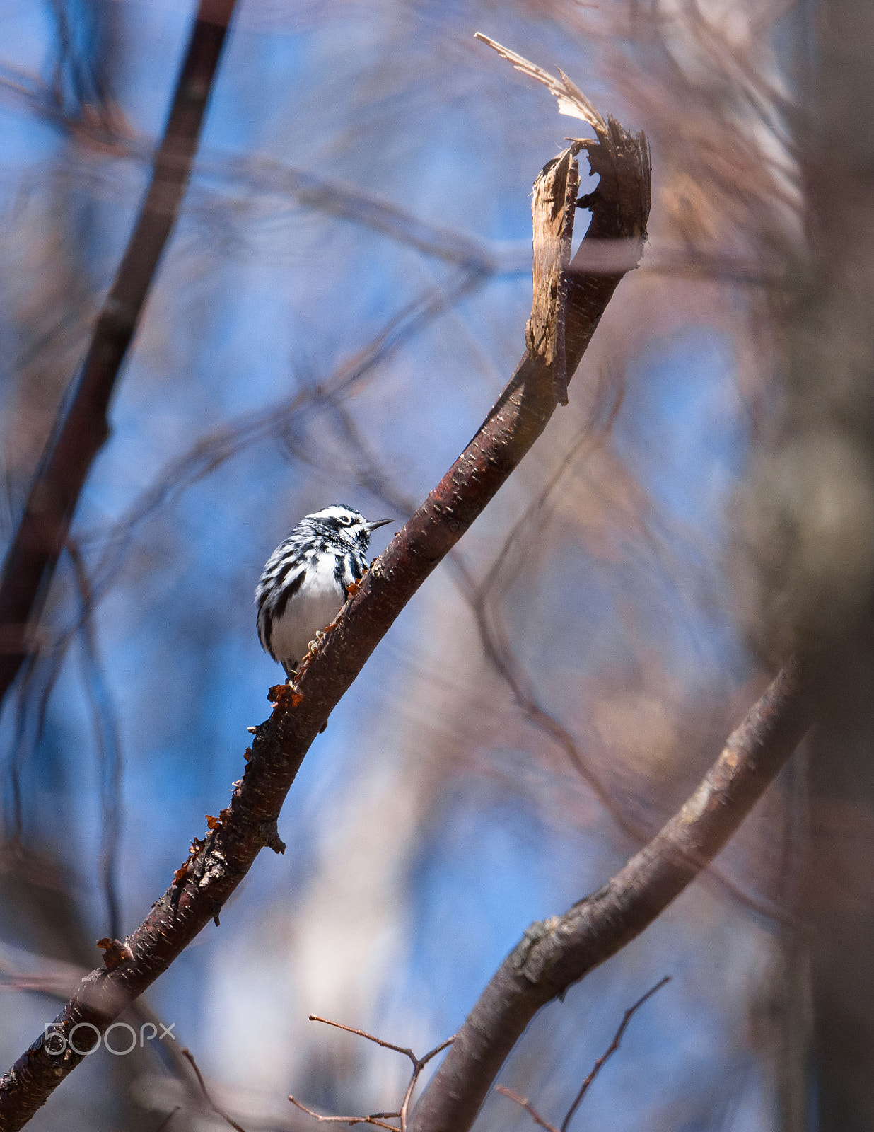 Nikon AF-S Nikkor 500mm F4E FL ED VR sample photo. Black and white warbler in the woods photography