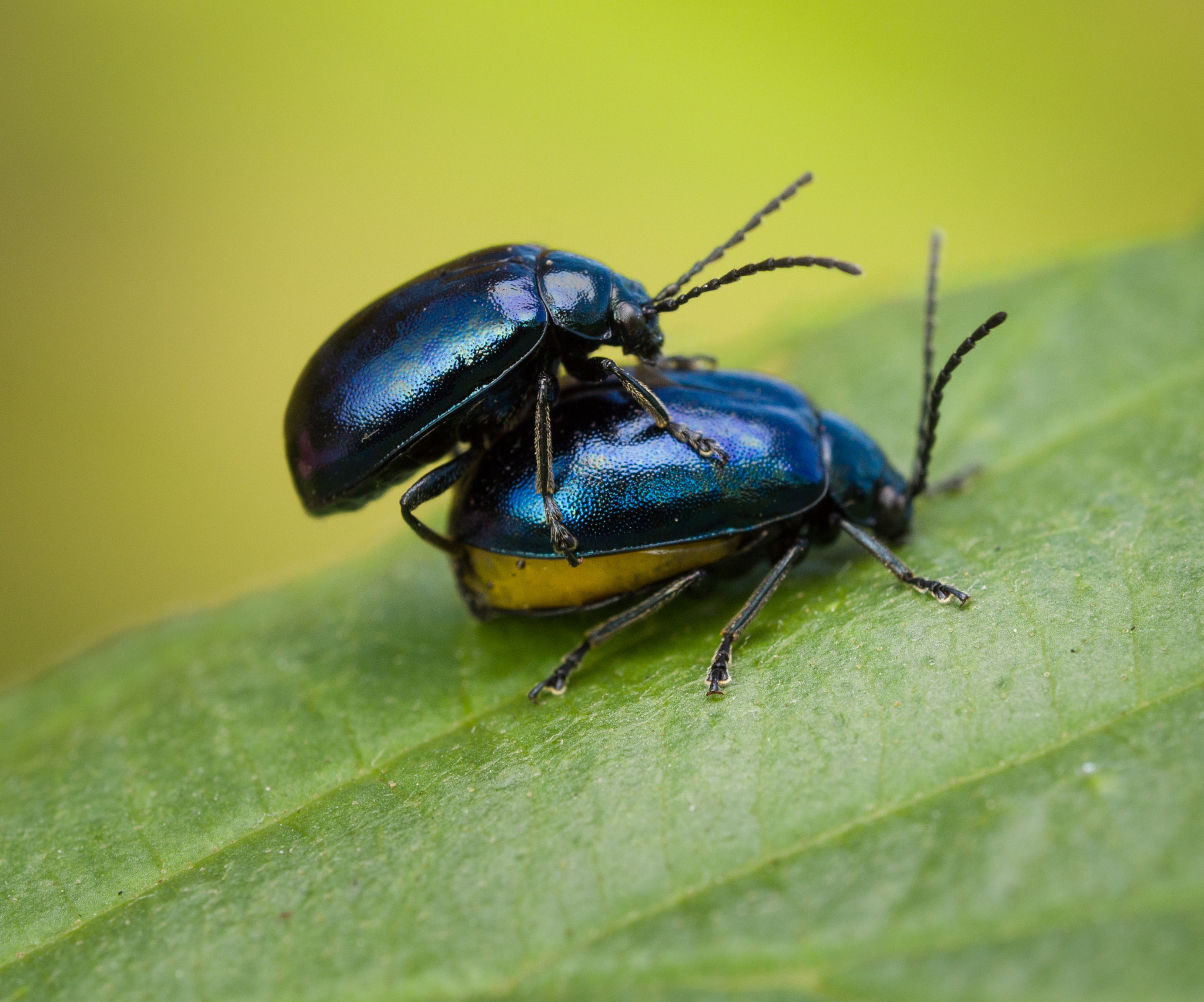 Olympus M.Zuiko Digital ED 60mm F2.8 Macro sample photo. Two bugs having fun photography