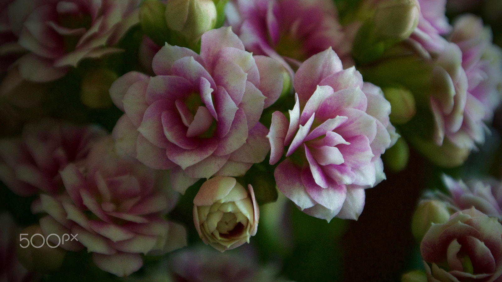 Nikon 1 J2 sample photo. Kalanchoe photography