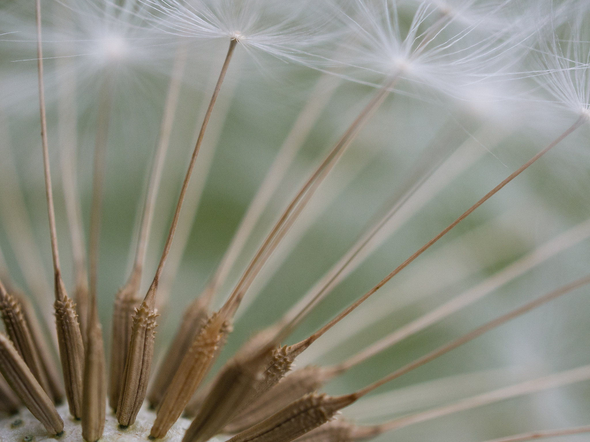 Olympus M.Zuiko Digital ED 60mm F2.8 Macro sample photo. Close-up detail from dandelion photography