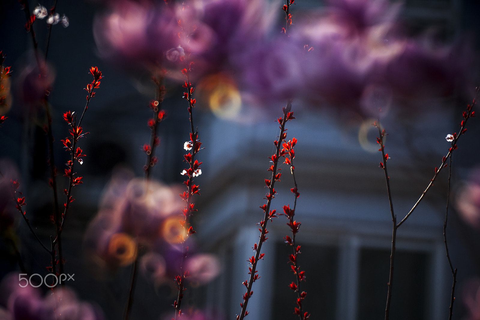 Sony Alpha DSLR-A900 + Sony 500mm F8 Reflex sample photo. 500r f8 photography