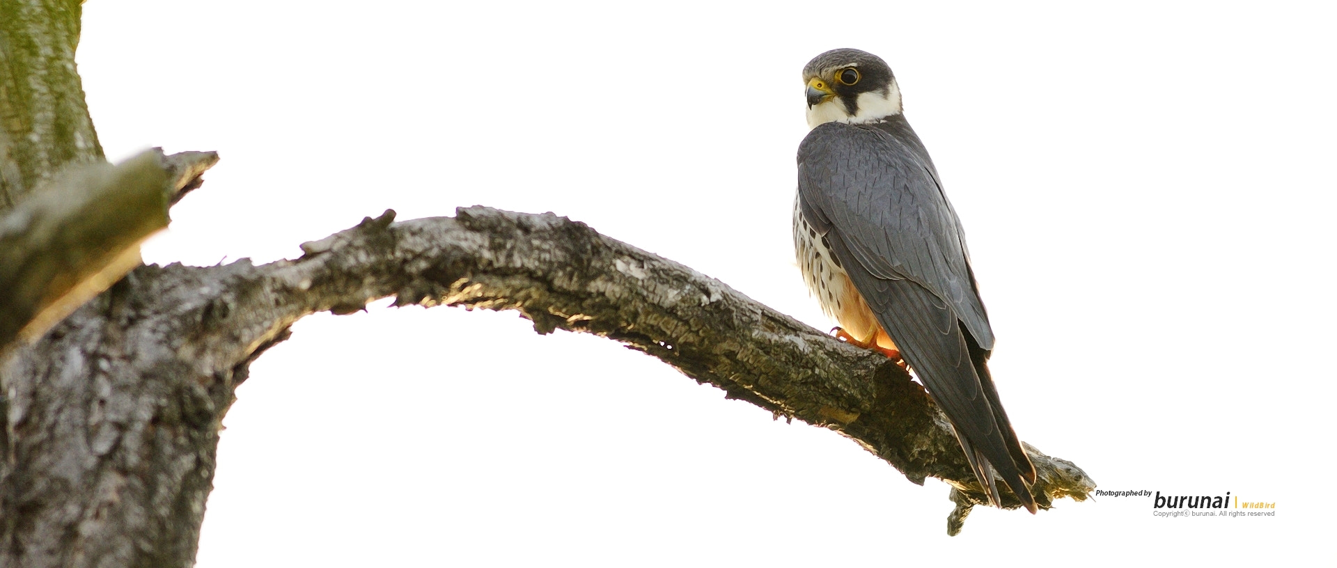 Nikon D800 + Nikkor 500mm f/4 P ED IF sample photo. The bird photography