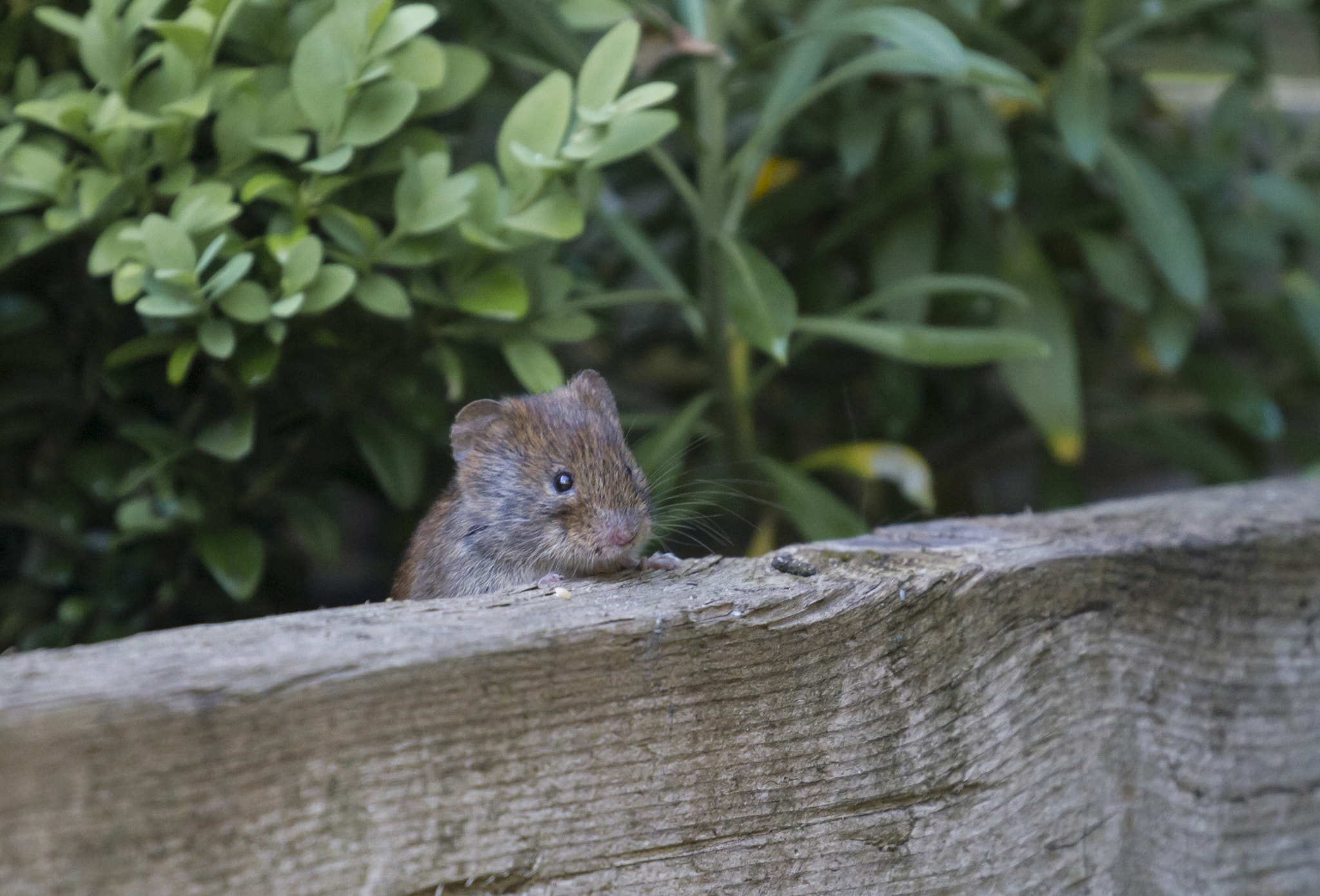 Canon EOS 7D + Canon EF 100-400mm F4.5-5.6L IS II USM sample photo. Vole photography