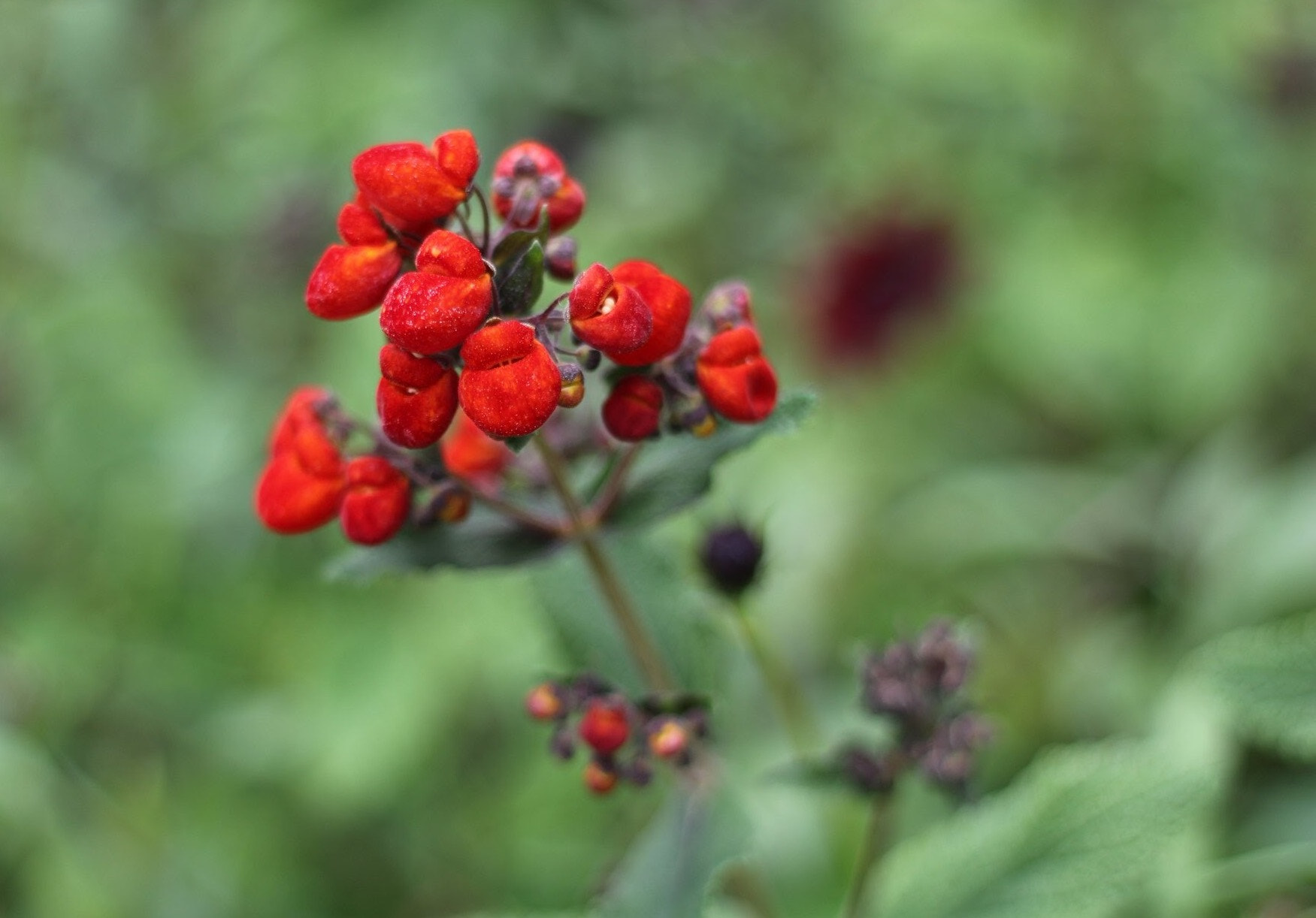 Canon EOS 700D (EOS Rebel T5i / EOS Kiss X7i) + Canon EF 50mm F1.8 II sample photo. Toothy pocket flower photography