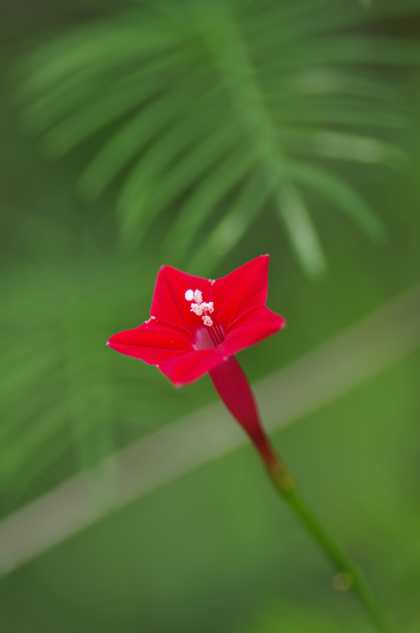 Pentax smc D-FA 100mm F2.8 Macro WR sample photo. 蔦蘿松 ipomoea quamoclit photography