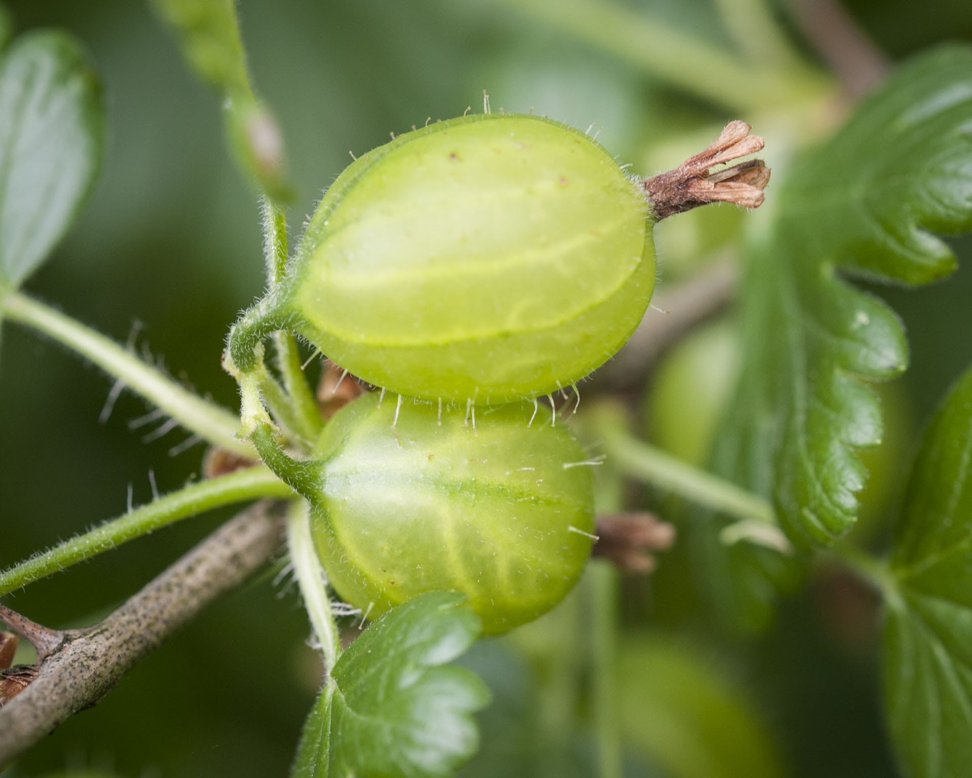 Sigma 105mm F2.8 EX DG OS HSM sample photo. Stachelbeere photography