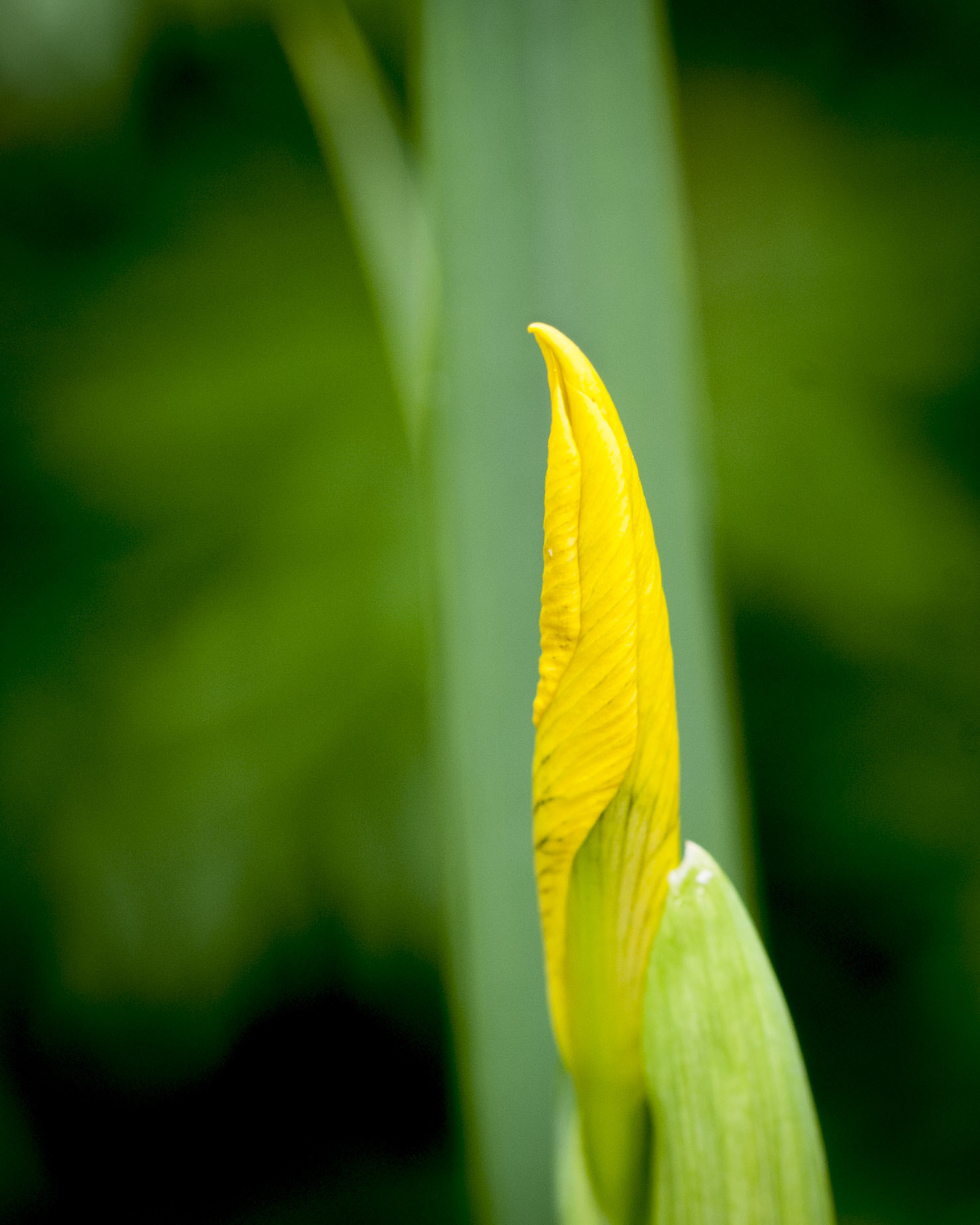 Sigma 105mm F2.8 EX DG OS HSM sample photo. Schwertlilie photography