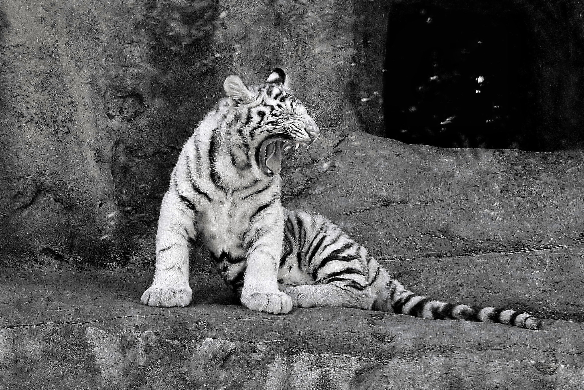Canon EOS 350D (EOS Digital Rebel XT / EOS Kiss Digital N) sample photo. Sneezing baby tiger photography