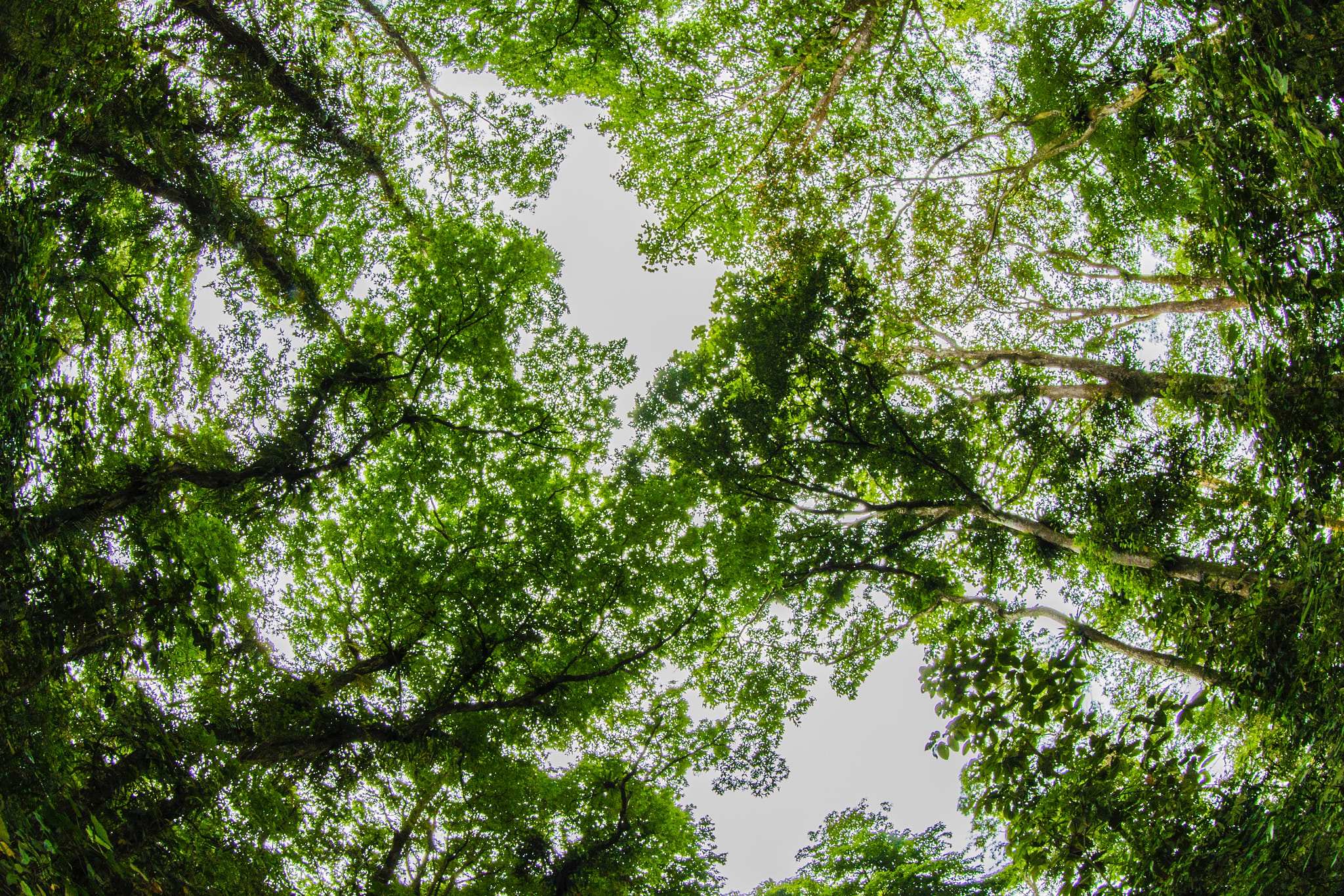 Canon EF 8-15mm F4L Fisheye USM sample photo. Untitled photography