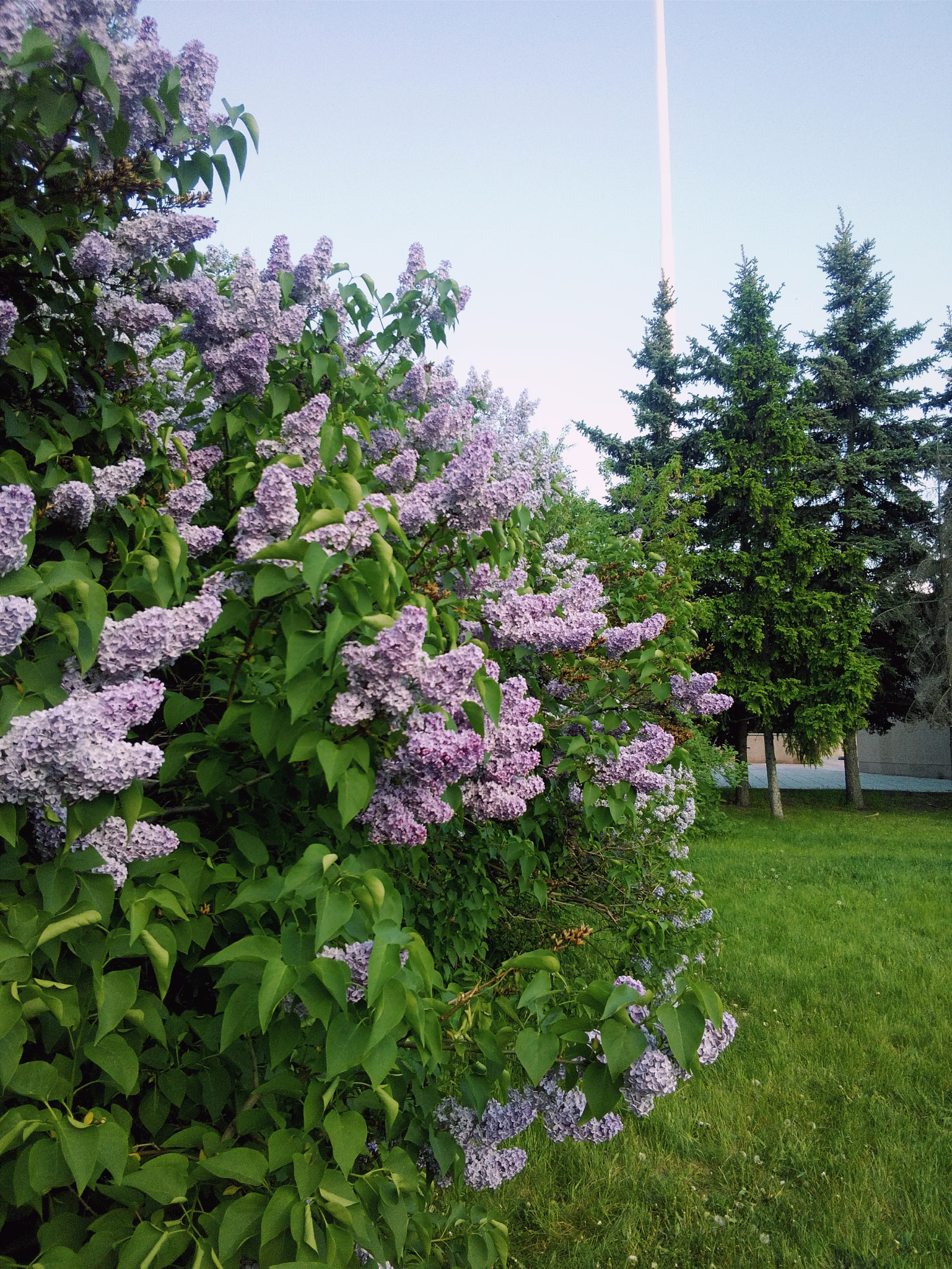 HUAWEI Y541-U02 sample photo. Lilacs. photography