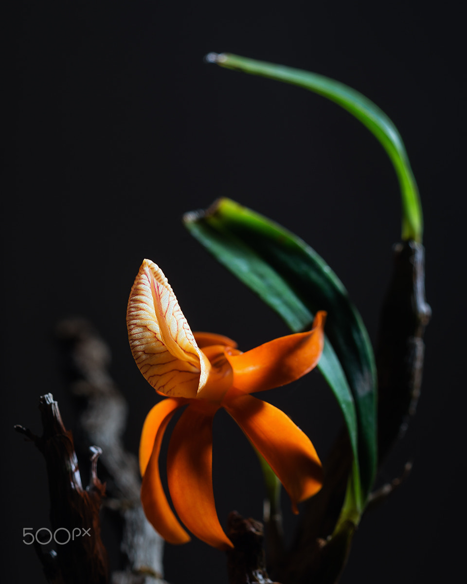 Sony a99 II + Sony 100mm F2.8 Macro sample photo. Dendrobium unicum photography