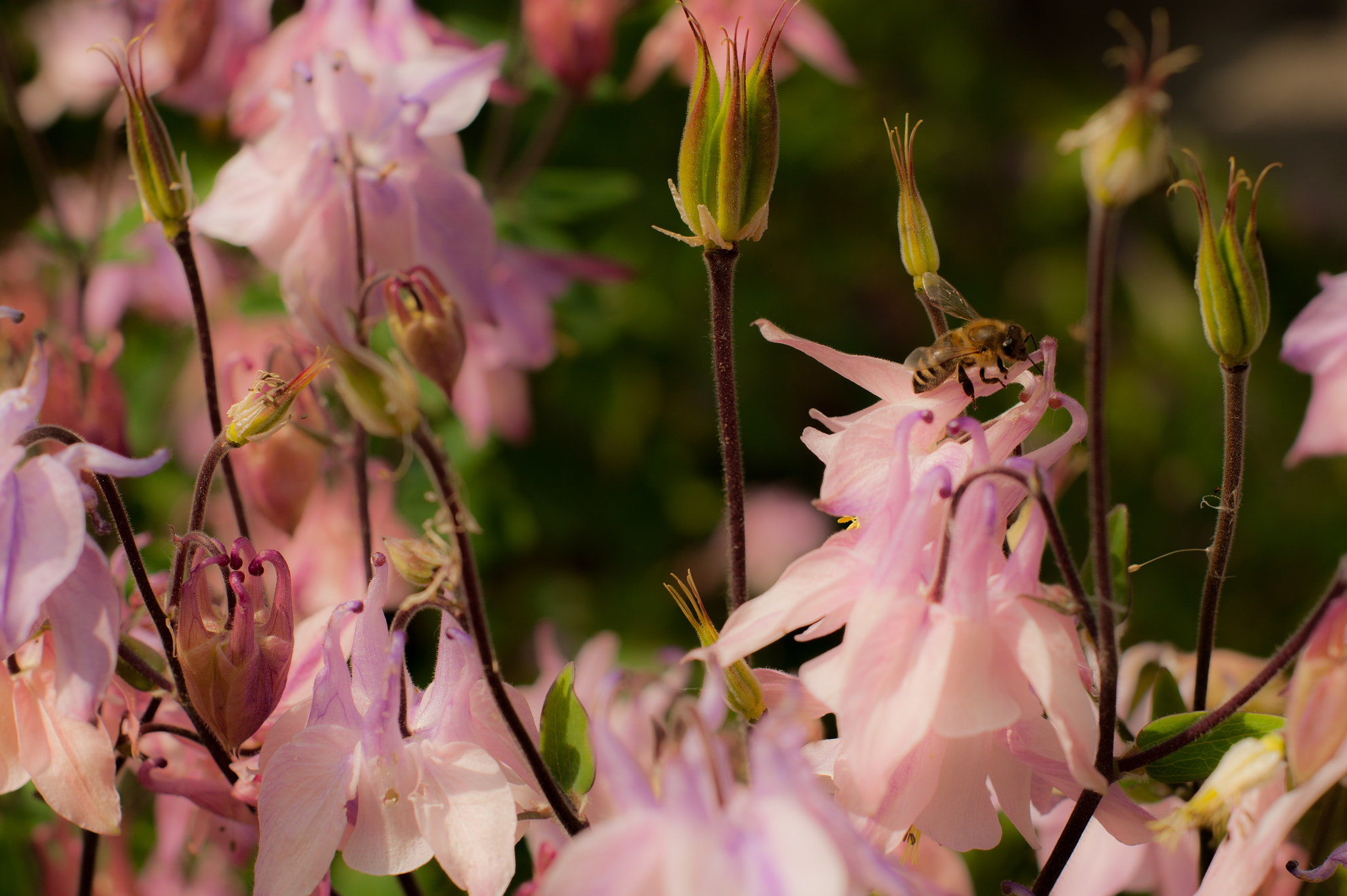 Sony Alpha DSLR-A350 + Minolta AF 50mm F1.7 New sample photo. Bee photography