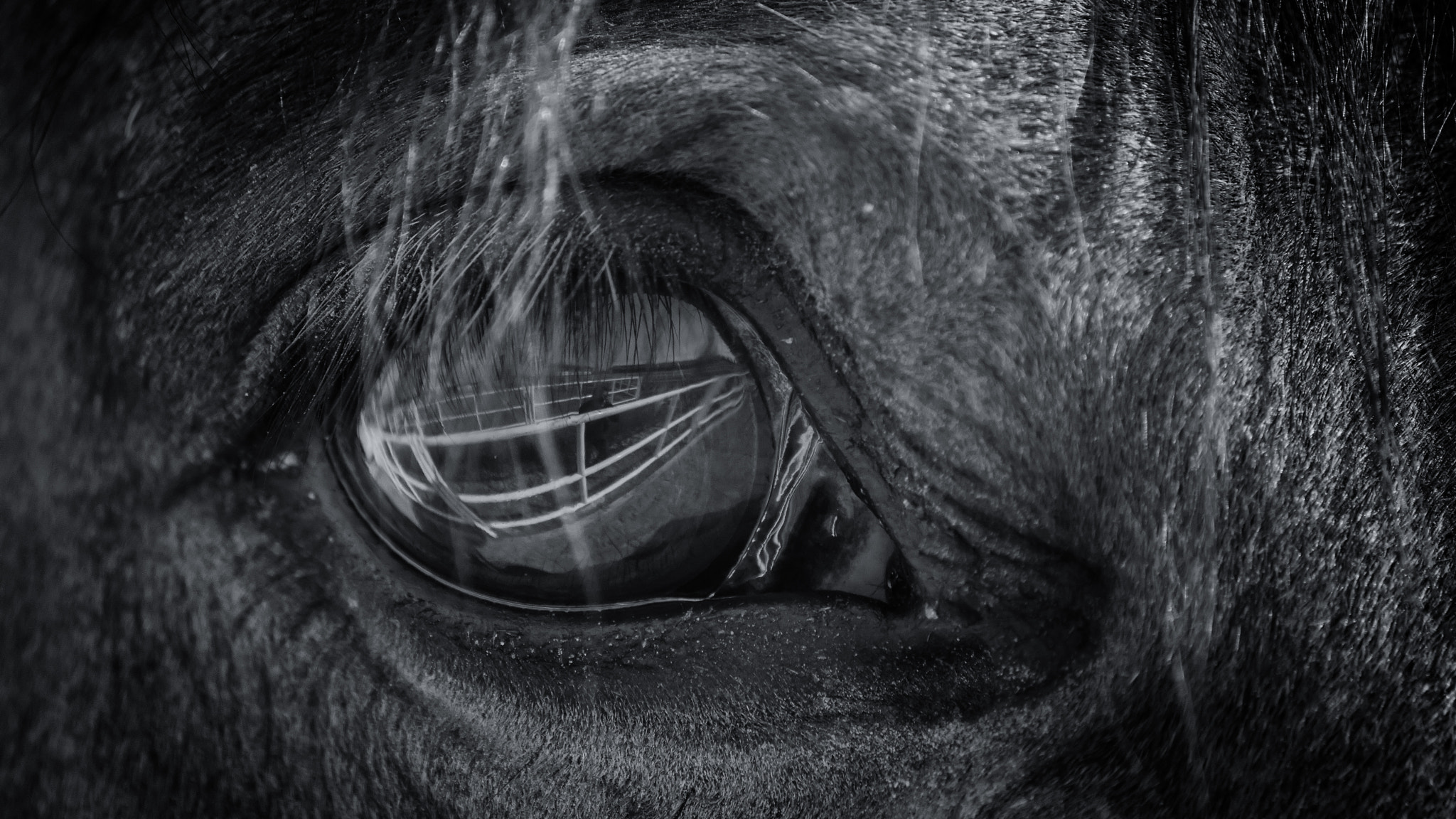 Sony DT 55-300mm F4.5-5.6 SAM sample photo. Photographer's soul photography