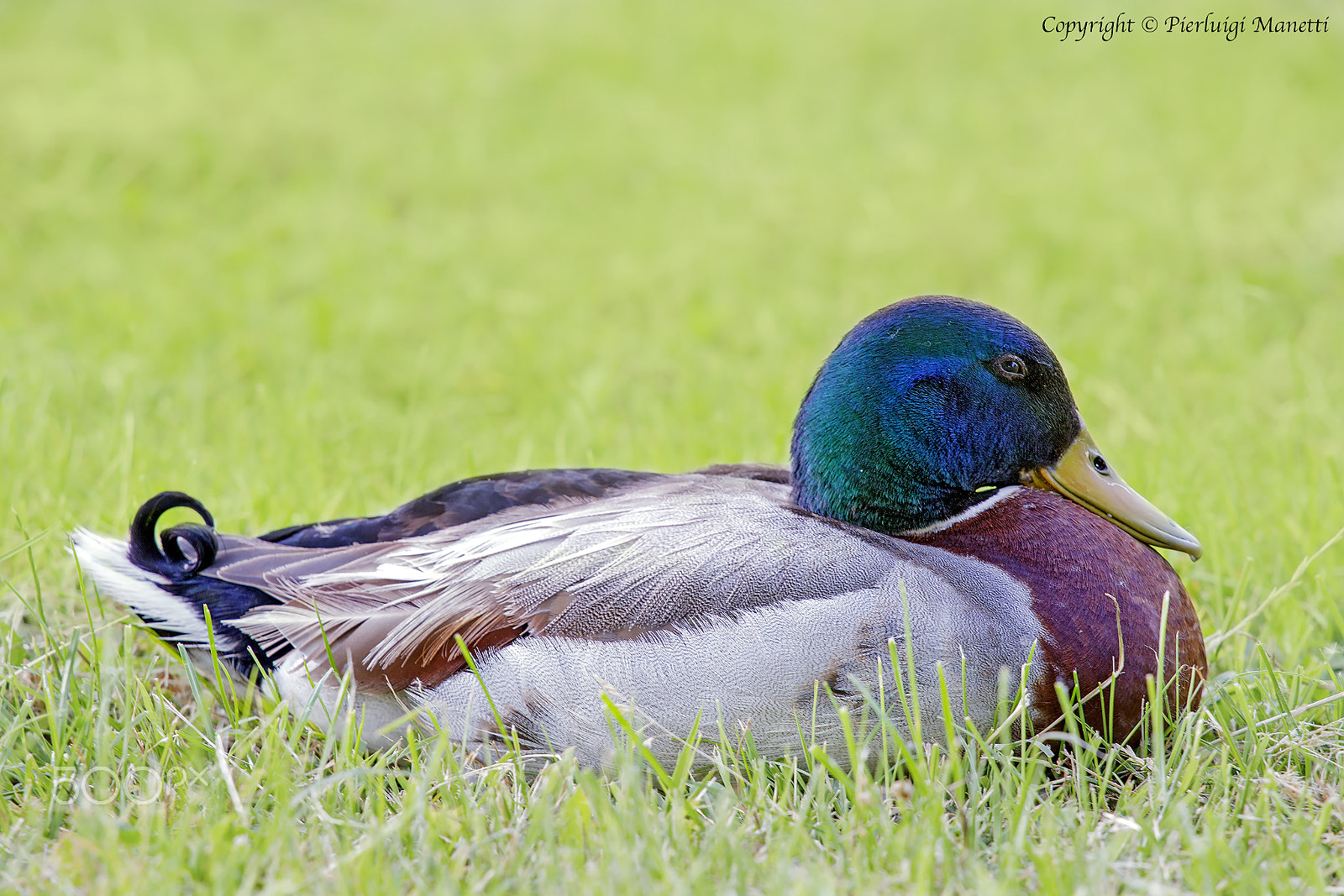 Canon EOS 6D + Canon EF 70-200mm F4L USM sample photo. Duck sleeping - lake of bolsena photography