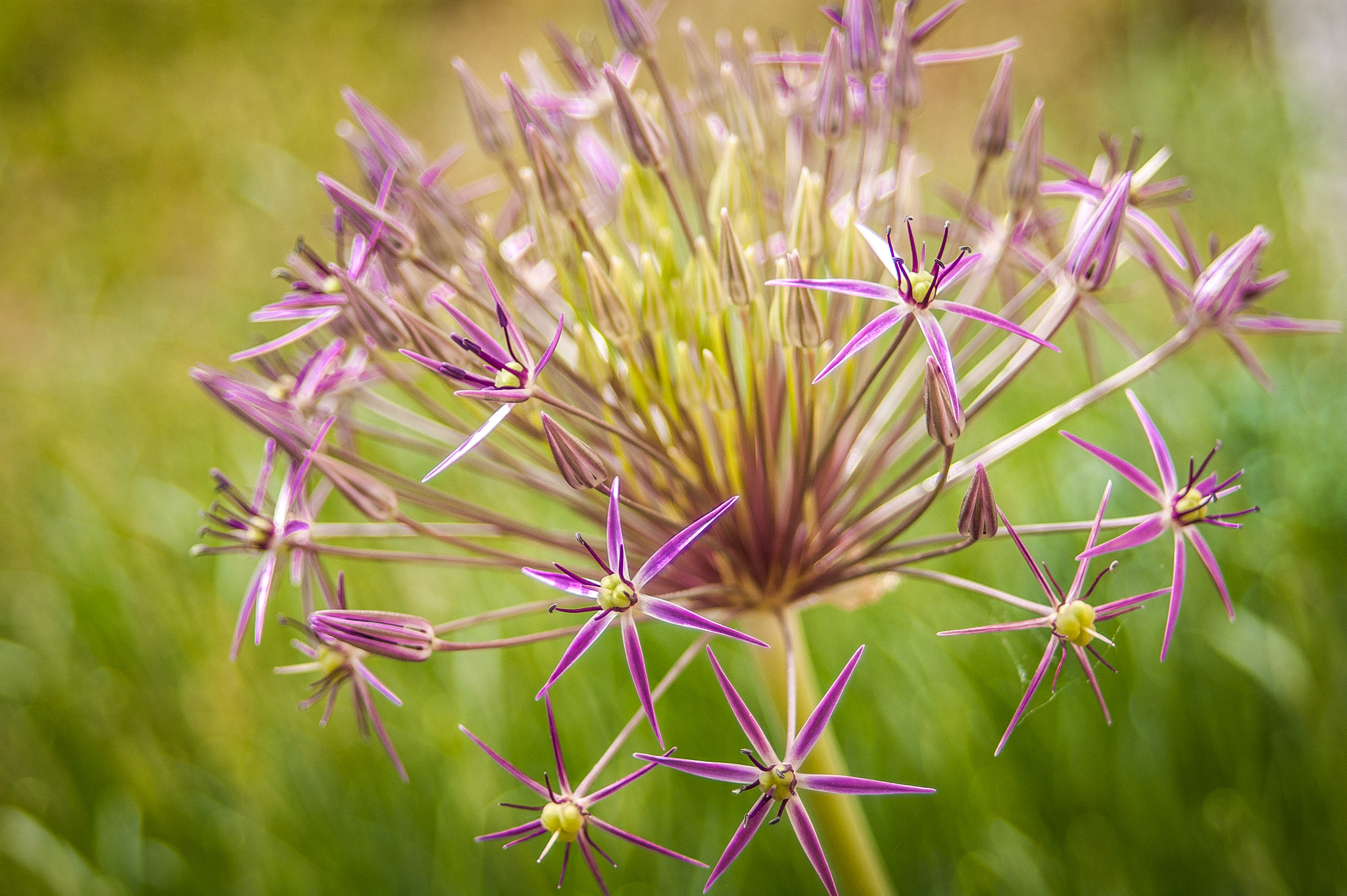 Sony Alpha DSLR-A350 + 35-70mm F4 sample photo. Allium photography