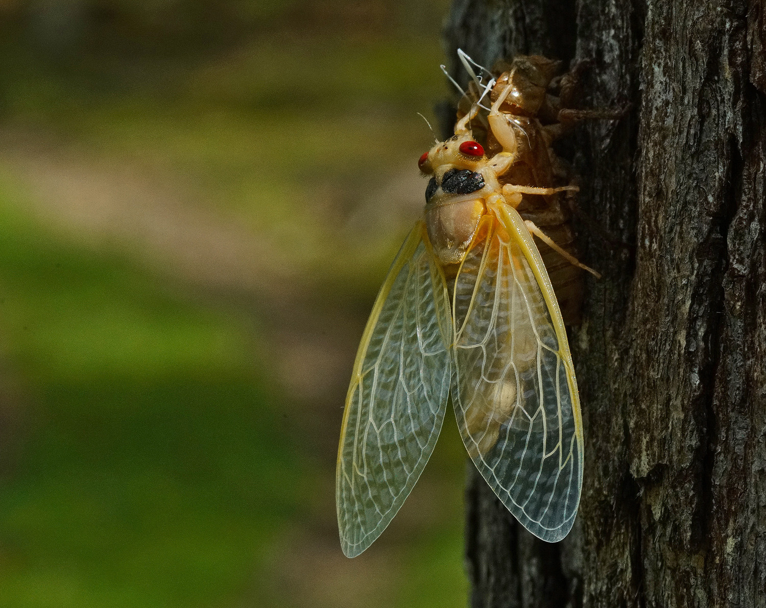 100mm F2.8 SSM sample photo. Cicada-almost there -8 photography