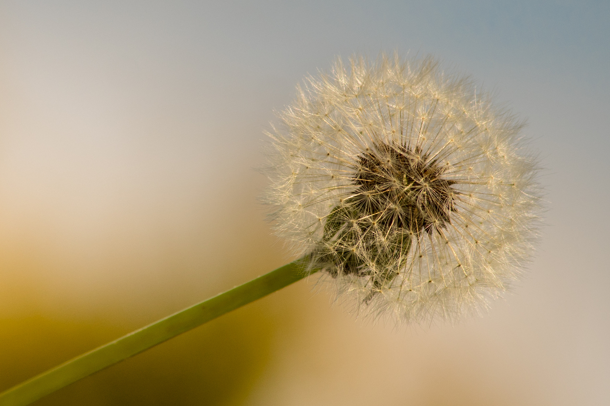 Sony ILCA-77M2 + Minolta AF 80-200mm F2.8 HS-APO G sample photo. Dandelion photography