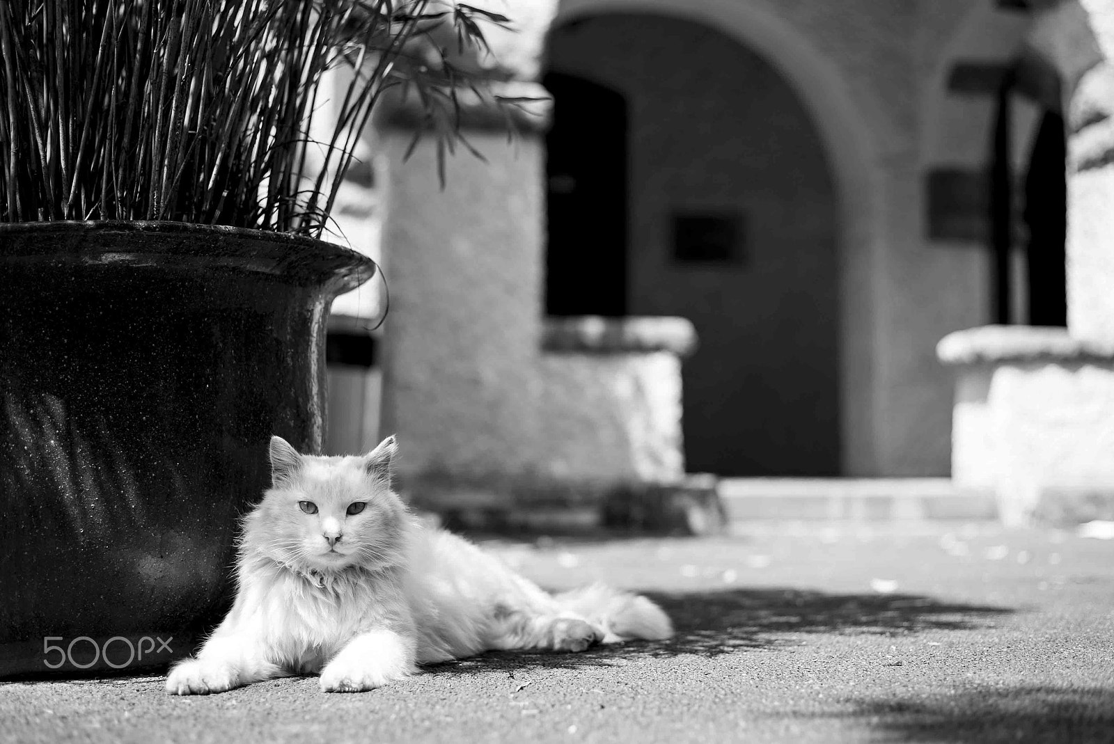 Sony a7S II + Sony 70-400mm F4-5.6 G SSM sample photo. Cat photography