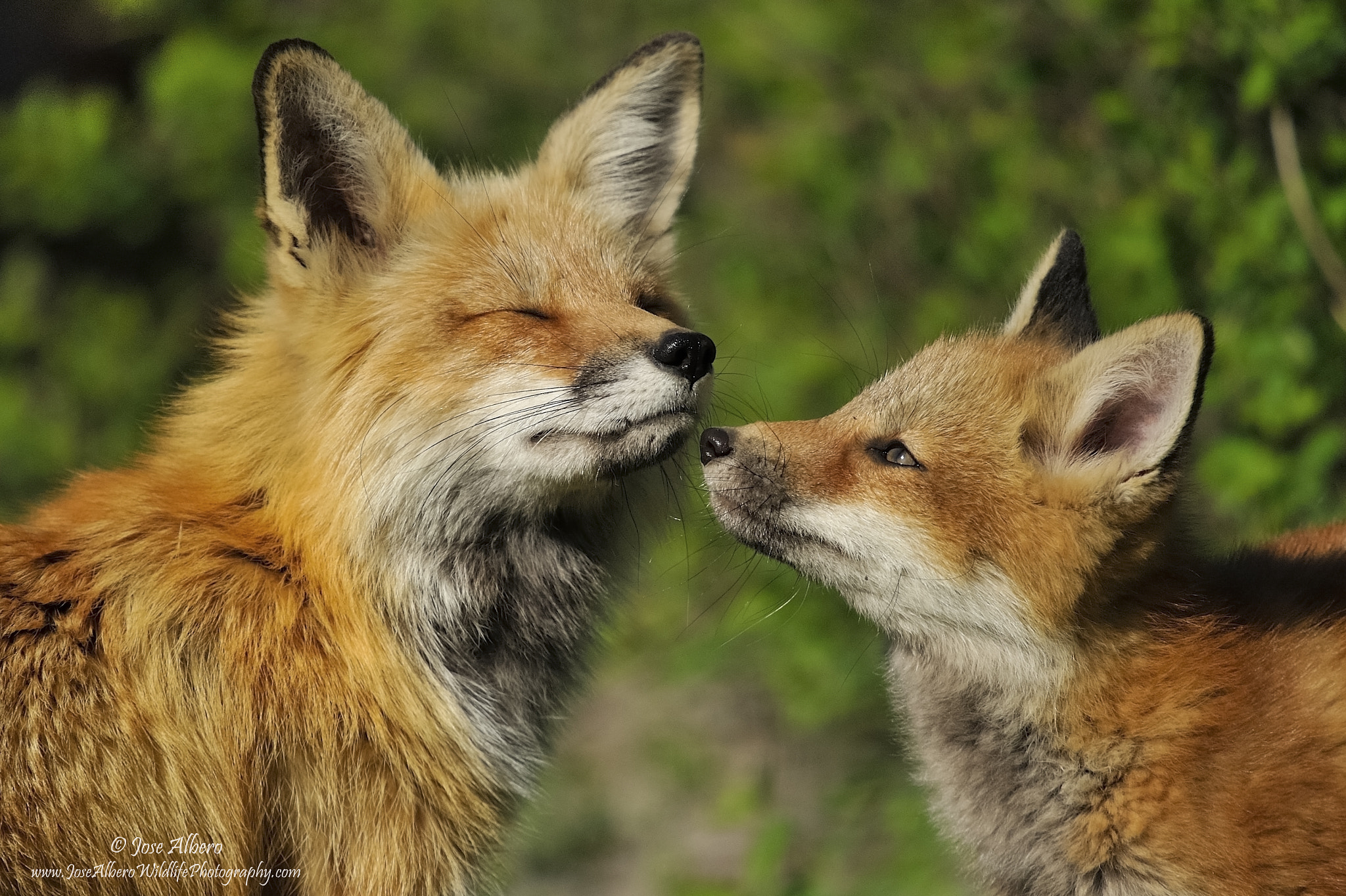 Nikon Nikkor AF-S 300mm F4E PF ED VR sample photo. Mother and cub photography
