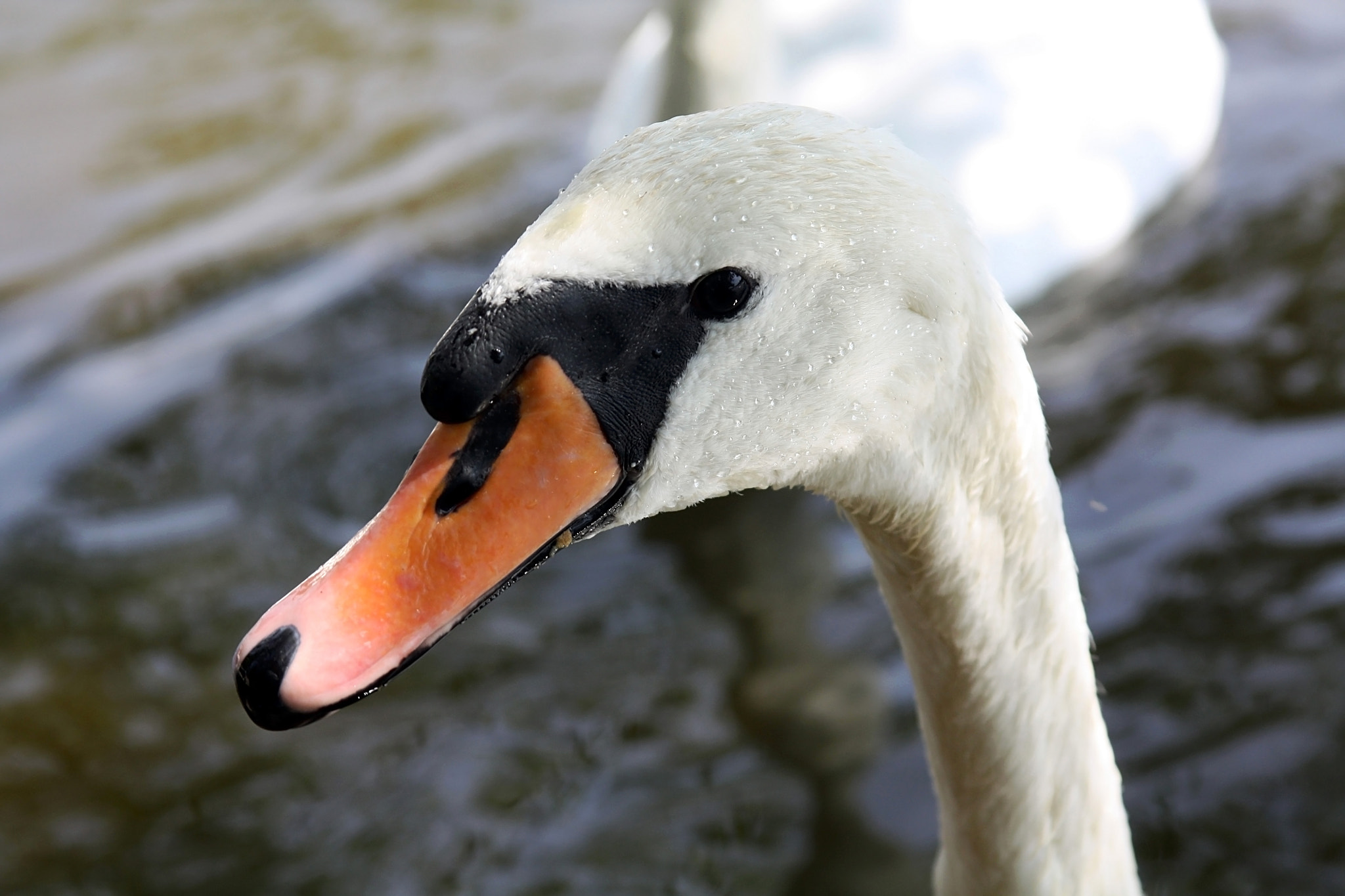 Canon EF 28-105mm f/3.5-4.5 USM sample photo. Swan photography