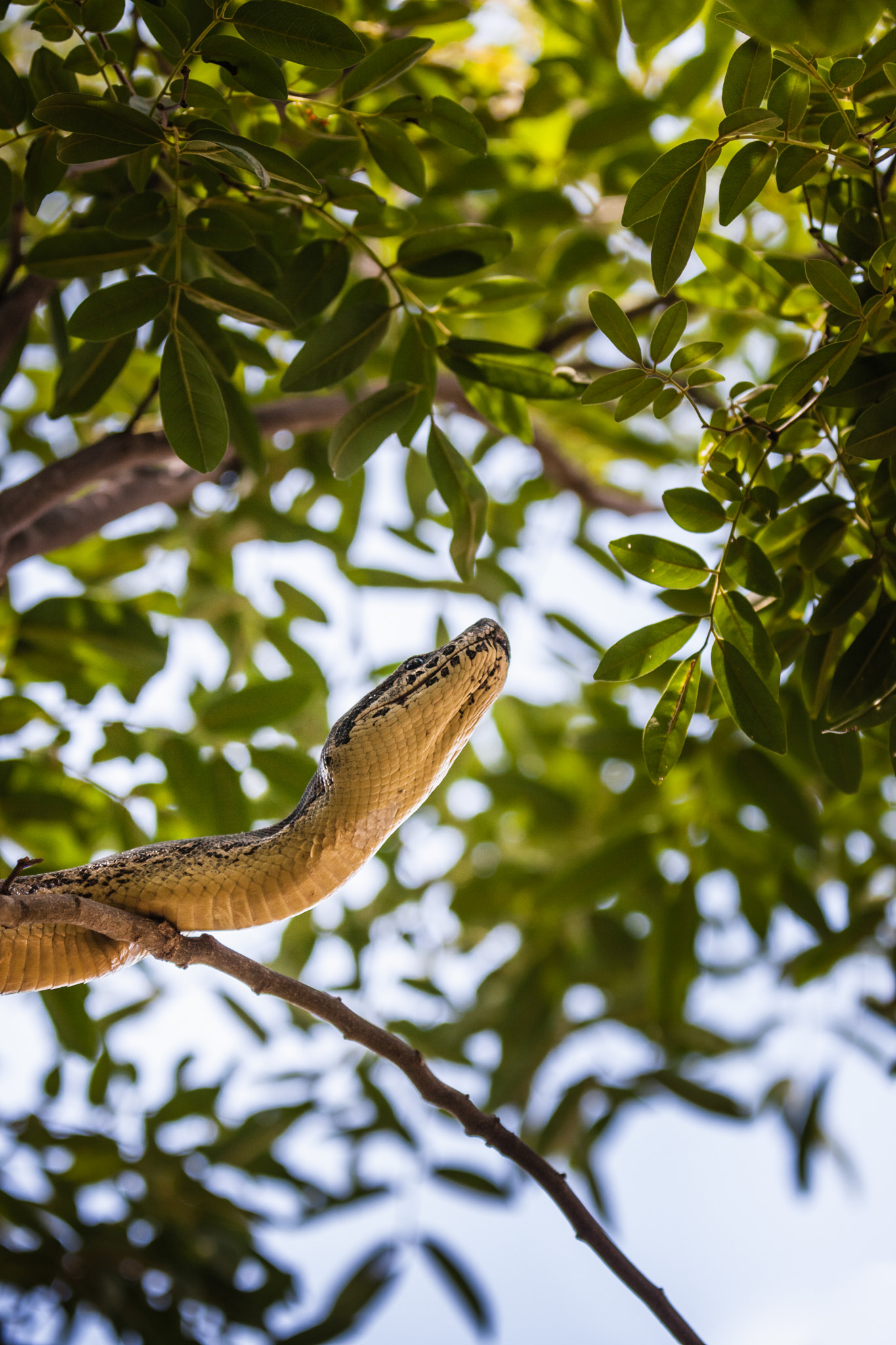 Canon EF 70-200mm F2.8L IS II USM sample photo. Madagascar. snake. menarana. photography