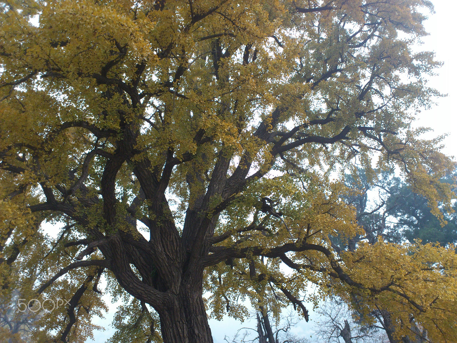 Sony Ericsson Xperia ray sample photo. Green tree photography