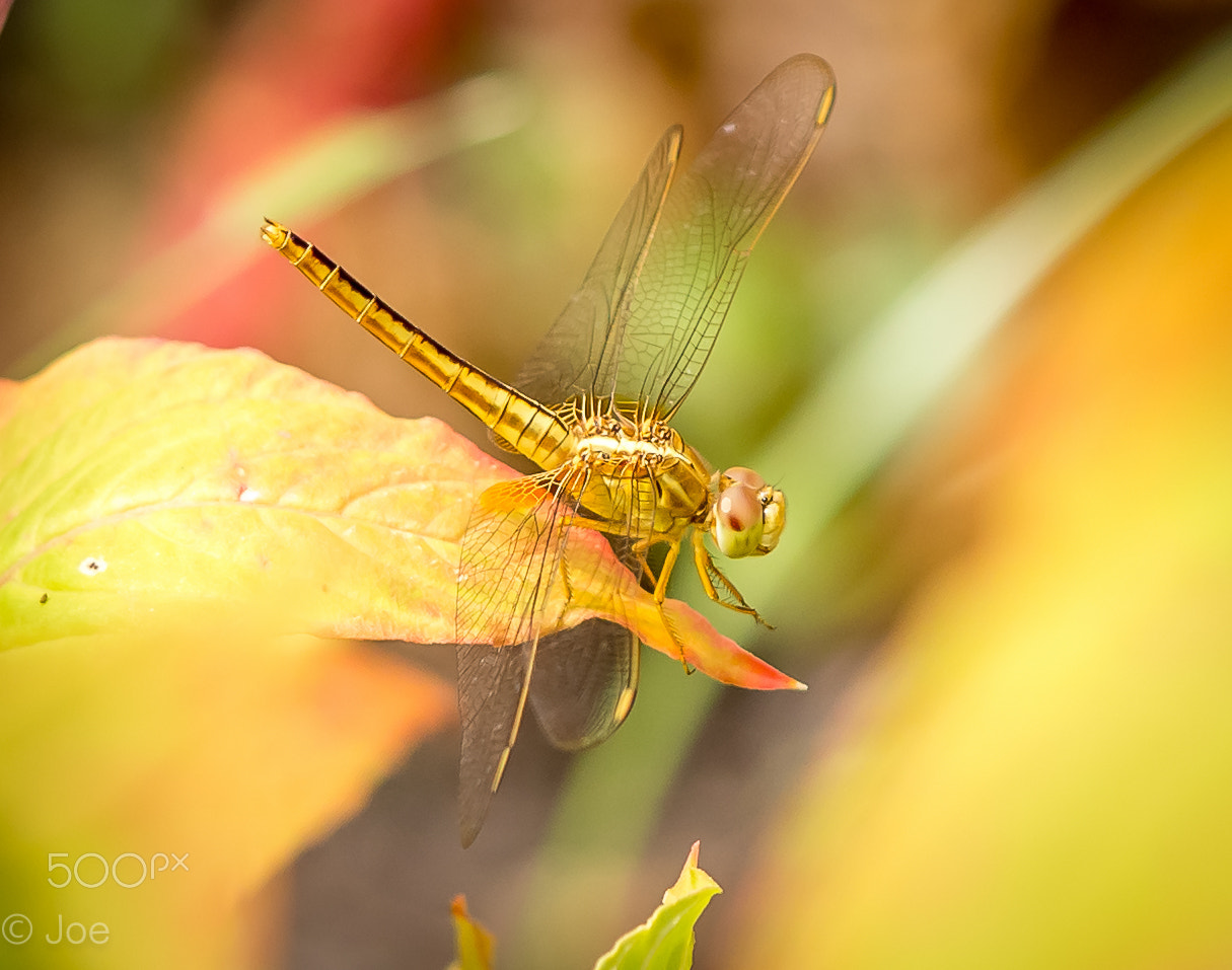 Tamron SP AF 180mm F3.5 Di LD (IF) Macro sample photo. Dragonfly photography