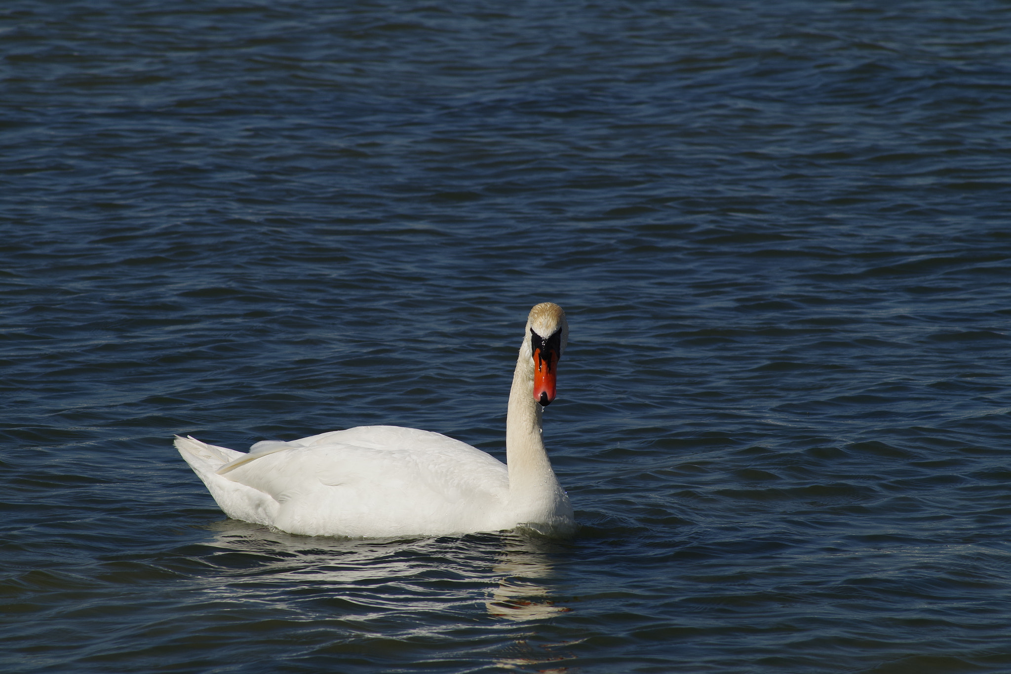 Tamron AF 70-300mm F4-5.6 Di LD Macro sample photo. Beautiful .. photography