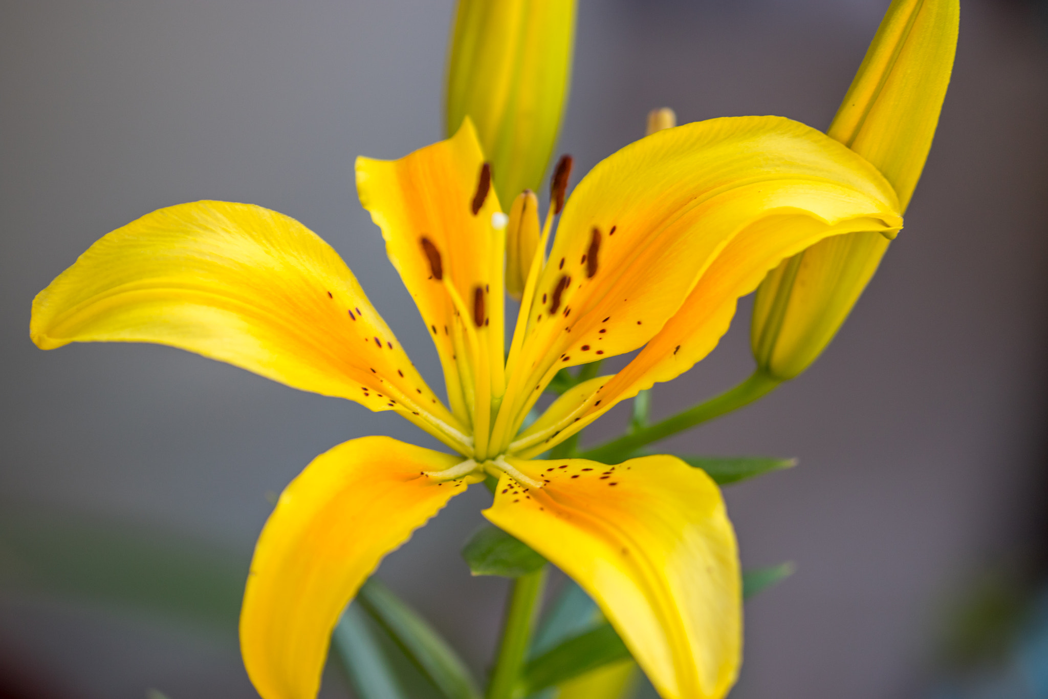 Canon EF 180mm F3.5L Macro USM sample photo. Pw4a2890.jpg photography