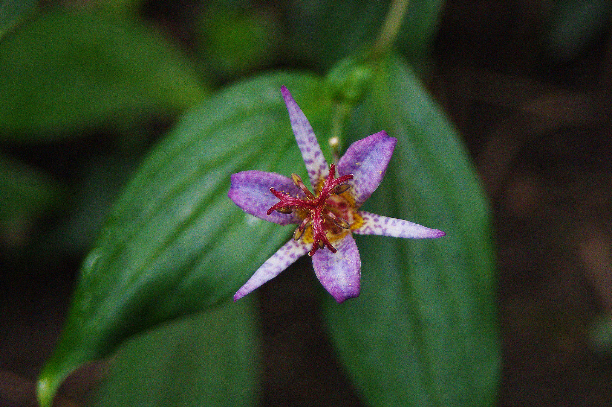 Pentax K-r + smc PENTAX-FA J 28-80mm F3.5-5.6 AL sample photo. 台灣油點草 tricyrtis formosana photography