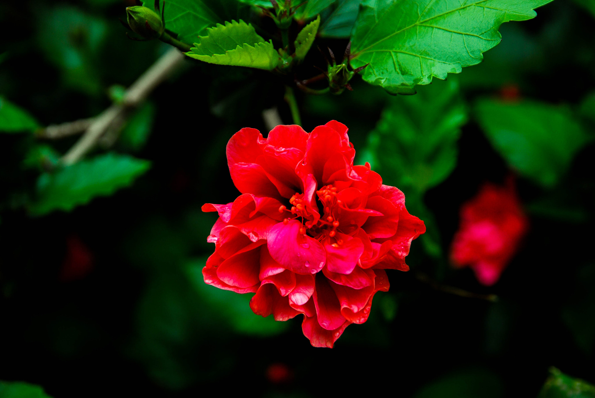 Nikon D80 sample photo. 云南 photography