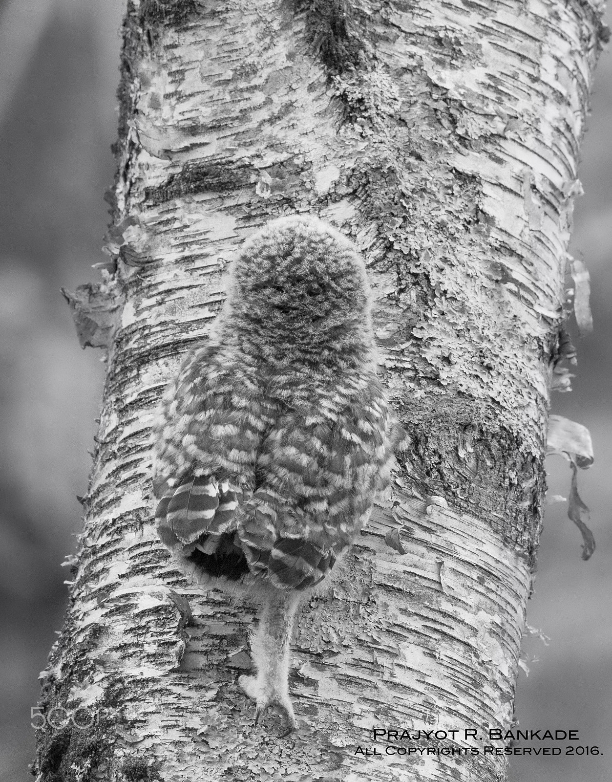 Nikon D7200 + Nikon AF-S Nikkor 500mm F4G ED VR sample photo. Barred owl baby photography