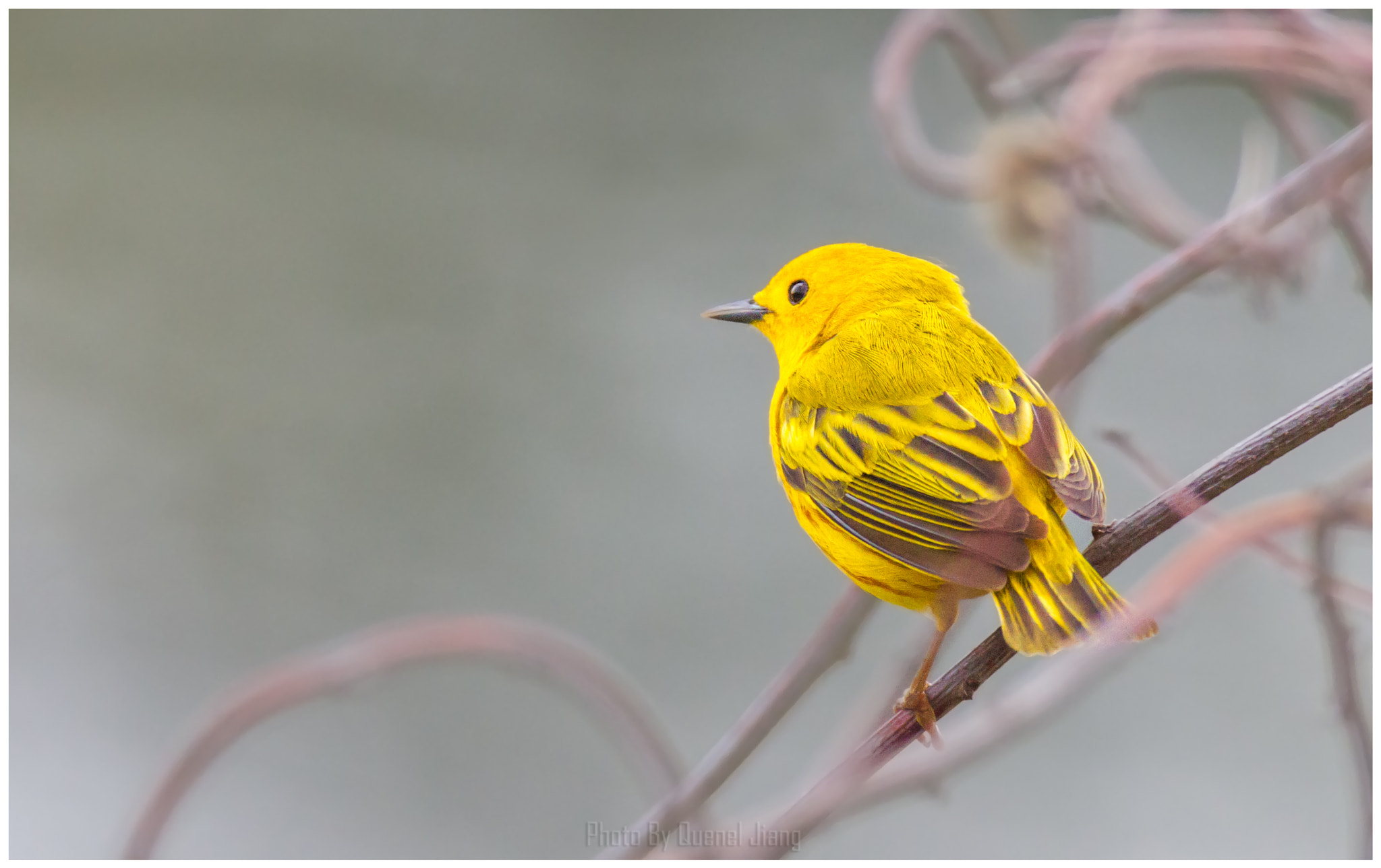 Canon EOS 7D + Canon EF 600mm F4L IS USM sample photo. Yellow warbler photography