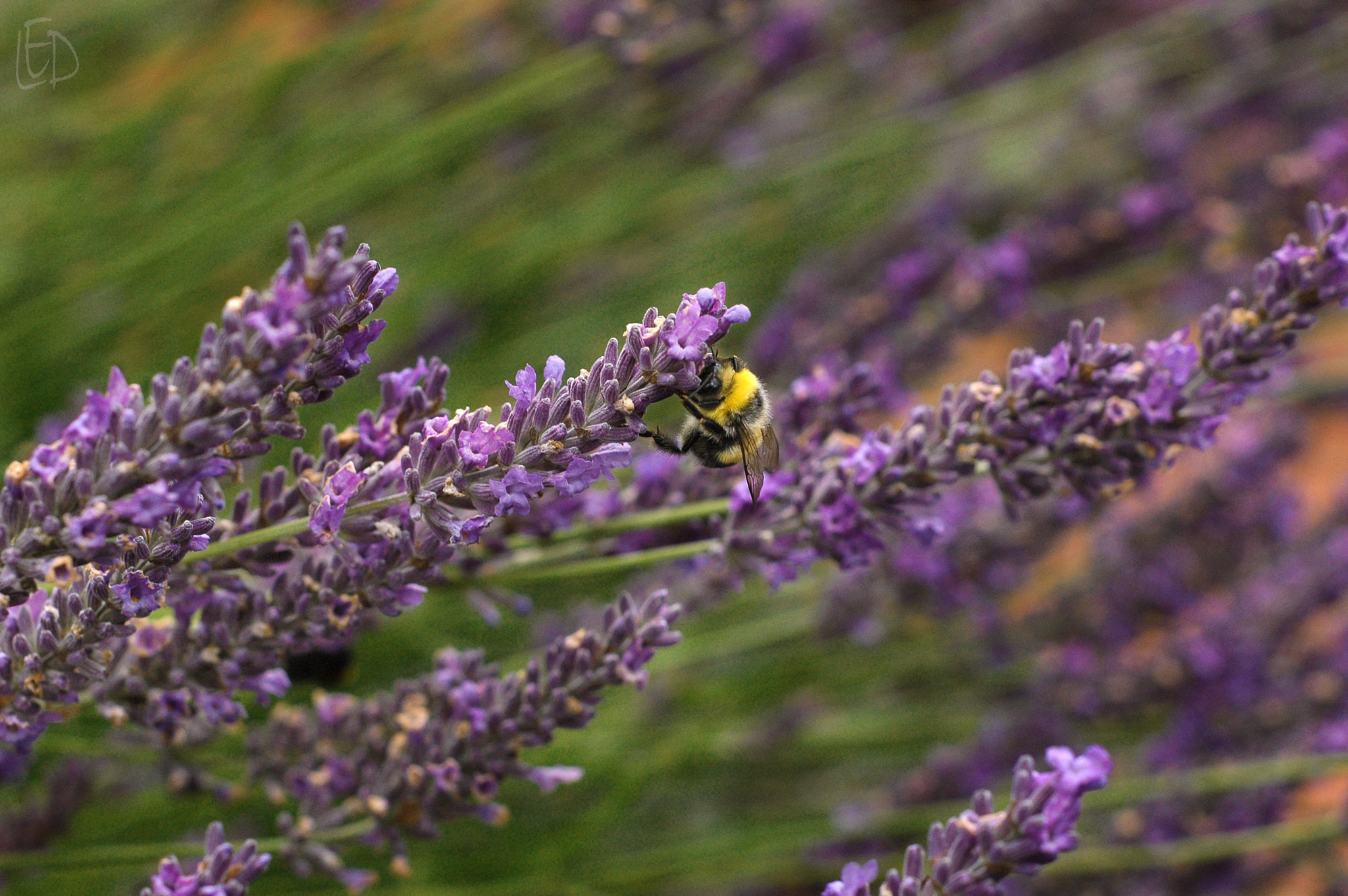 Nikon D70s + Nikon AF Nikkor 50mm F1.8D sample photo. Sweet flavor photography