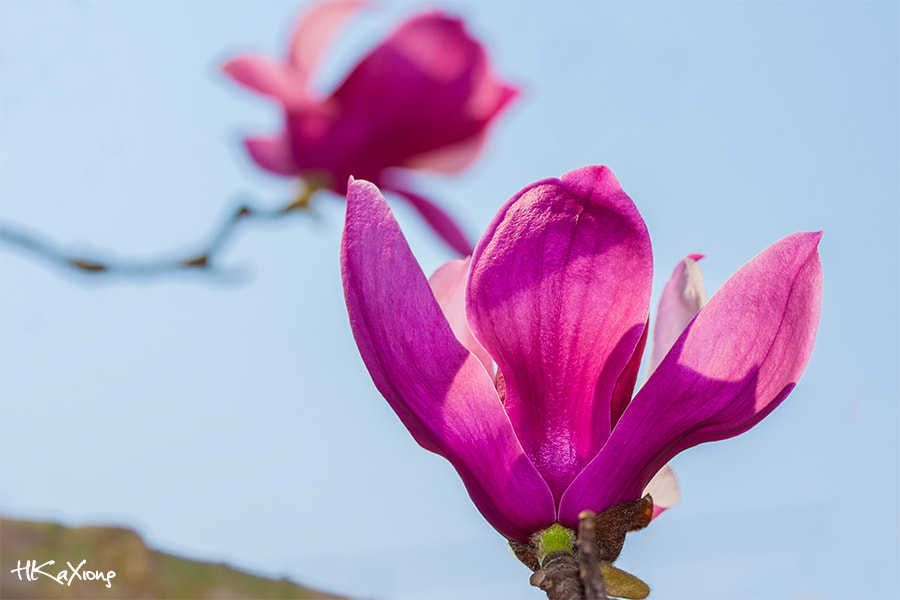 Canon EF-S 60mm F2.8 Macro USM sample photo. Magnolia photography