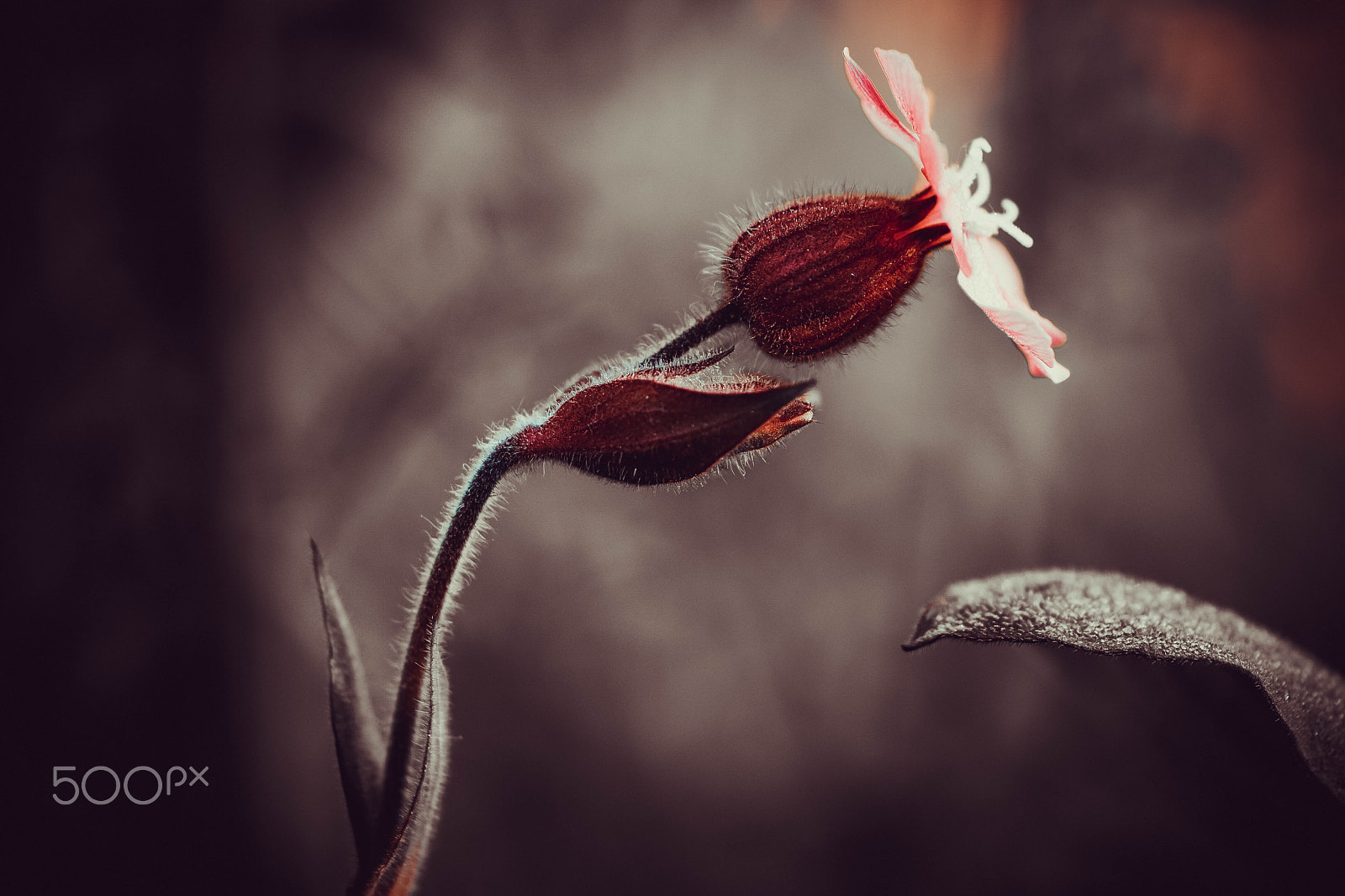 Samsung NX1 + NX 60mm F2.8 Macro sample photo. Elegance. photography