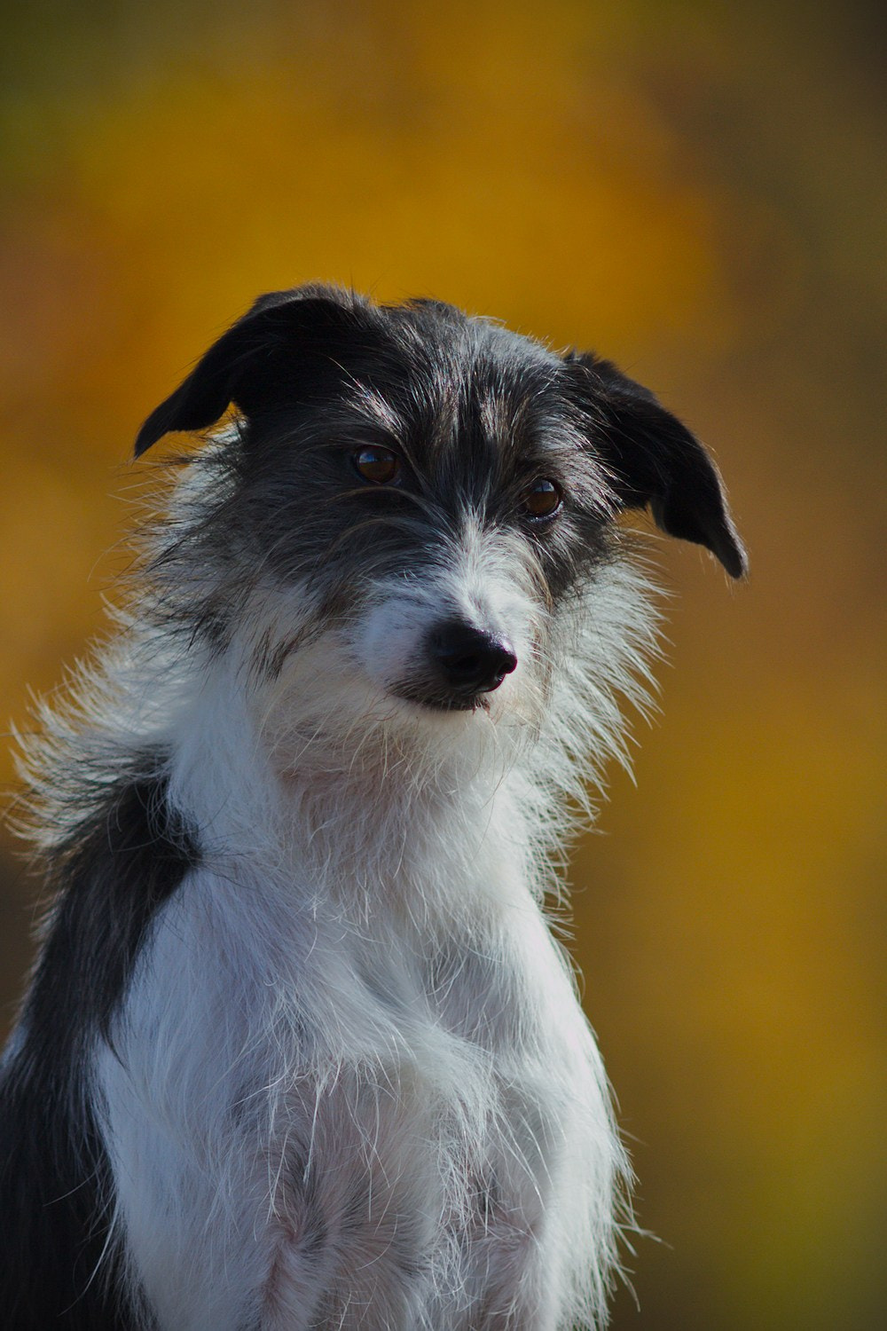 Canon EOS 7D + Canon EF 200mm F2.8L II USM sample photo. Dog portrait photography