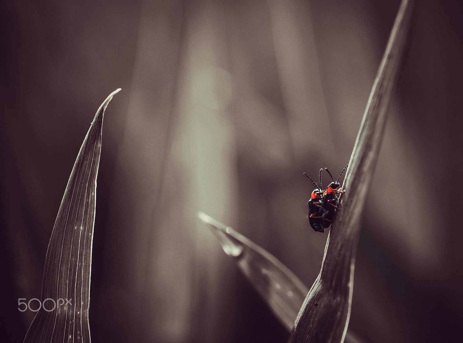 Samsung NX1 + NX 60mm F2.8 Macro sample photo. Having fun. photography