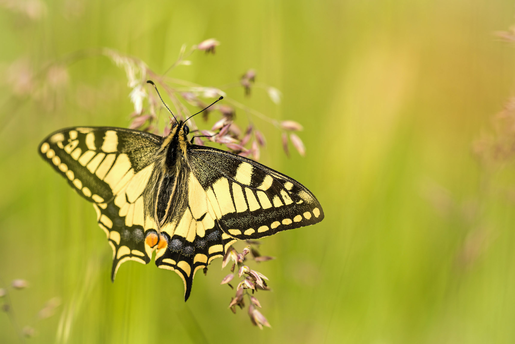 Sigma 150mm F2.8 EX DG OS Macro HSM sample photo. Beauty photography