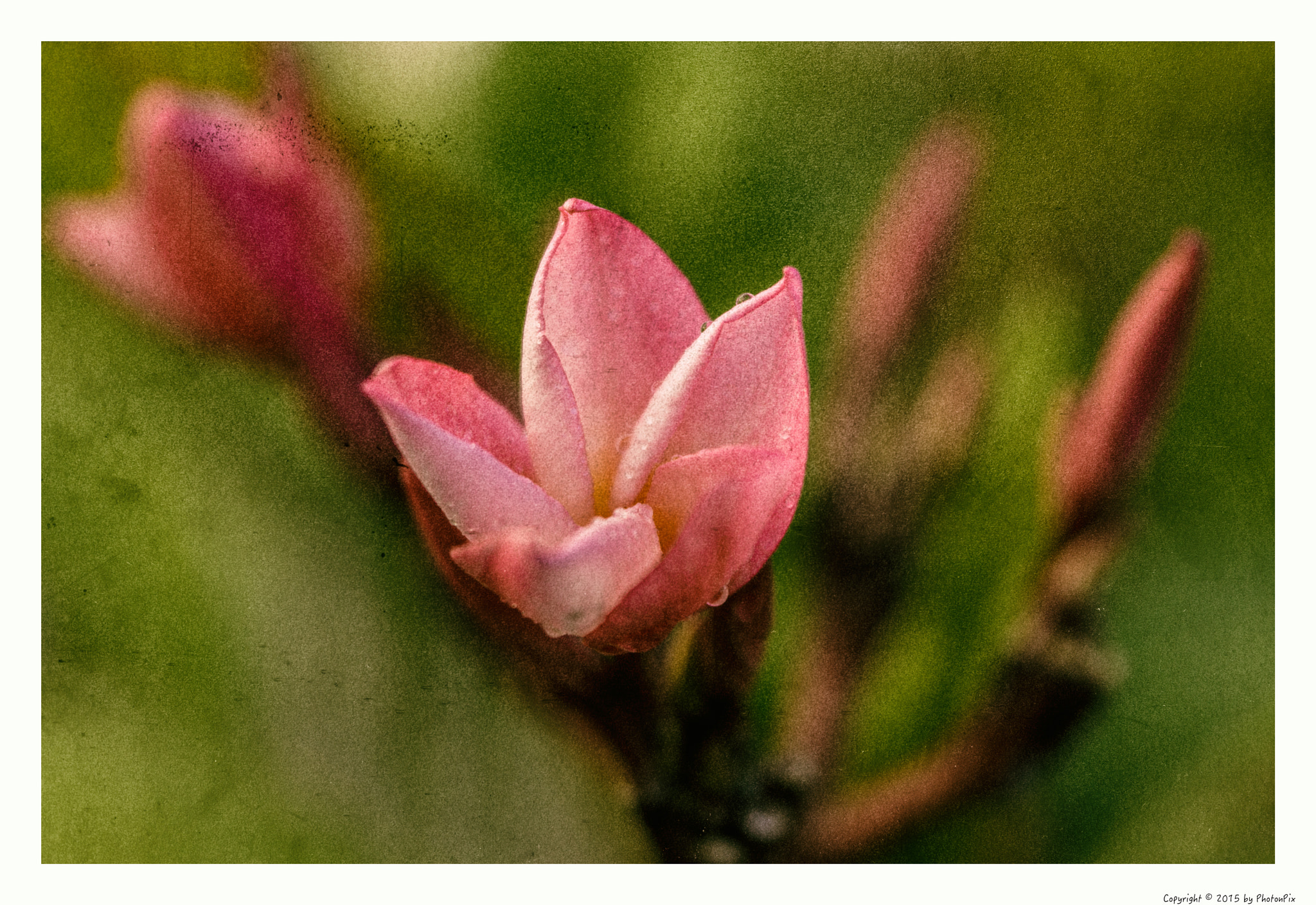 Sony SLT-A77 sample photo. Pfoc photography