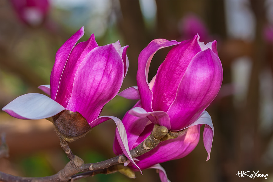 Canon EF-S 60mm F2.8 Macro USM sample photo. Magnolia photography