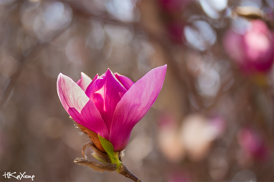 Canon EF-S 60mm F2.8 Macro USM sample photo. Magnolia photography