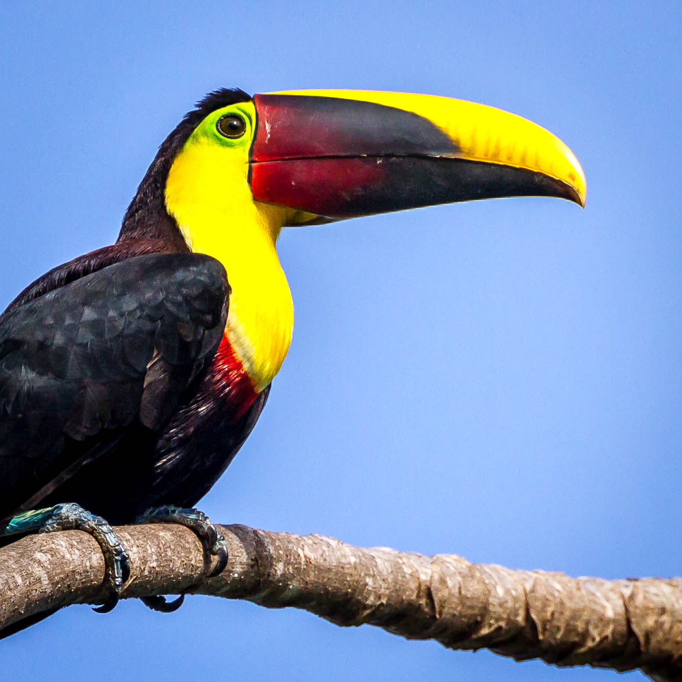 Canon EOS 7D + Canon EF 100-400mm F4.5-5.6L IS II USM sample photo. Chestnut-mandibled toucan photography