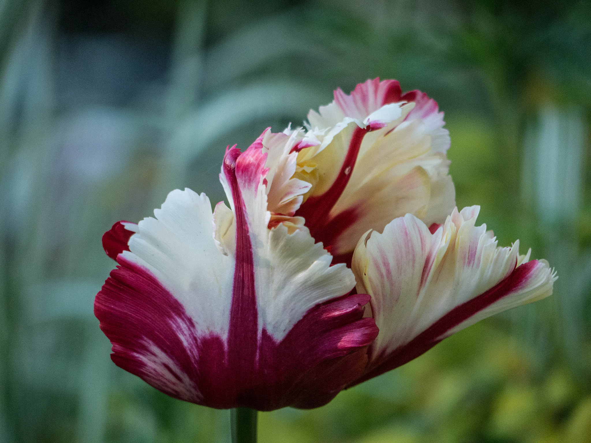 Panasonic Lumix G Vario 45-200mm F4-5.6 OIS sample photo. -1605_glasgow016016.jpg photography